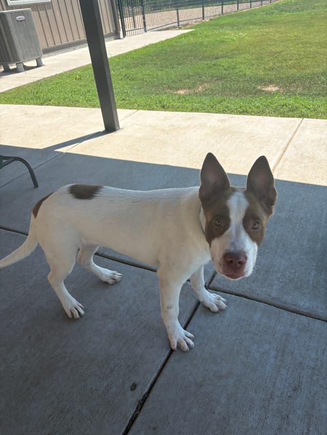Enlarge Jeremy , a ADOPTABLE mixed breed in Seward, NE image 2/3
