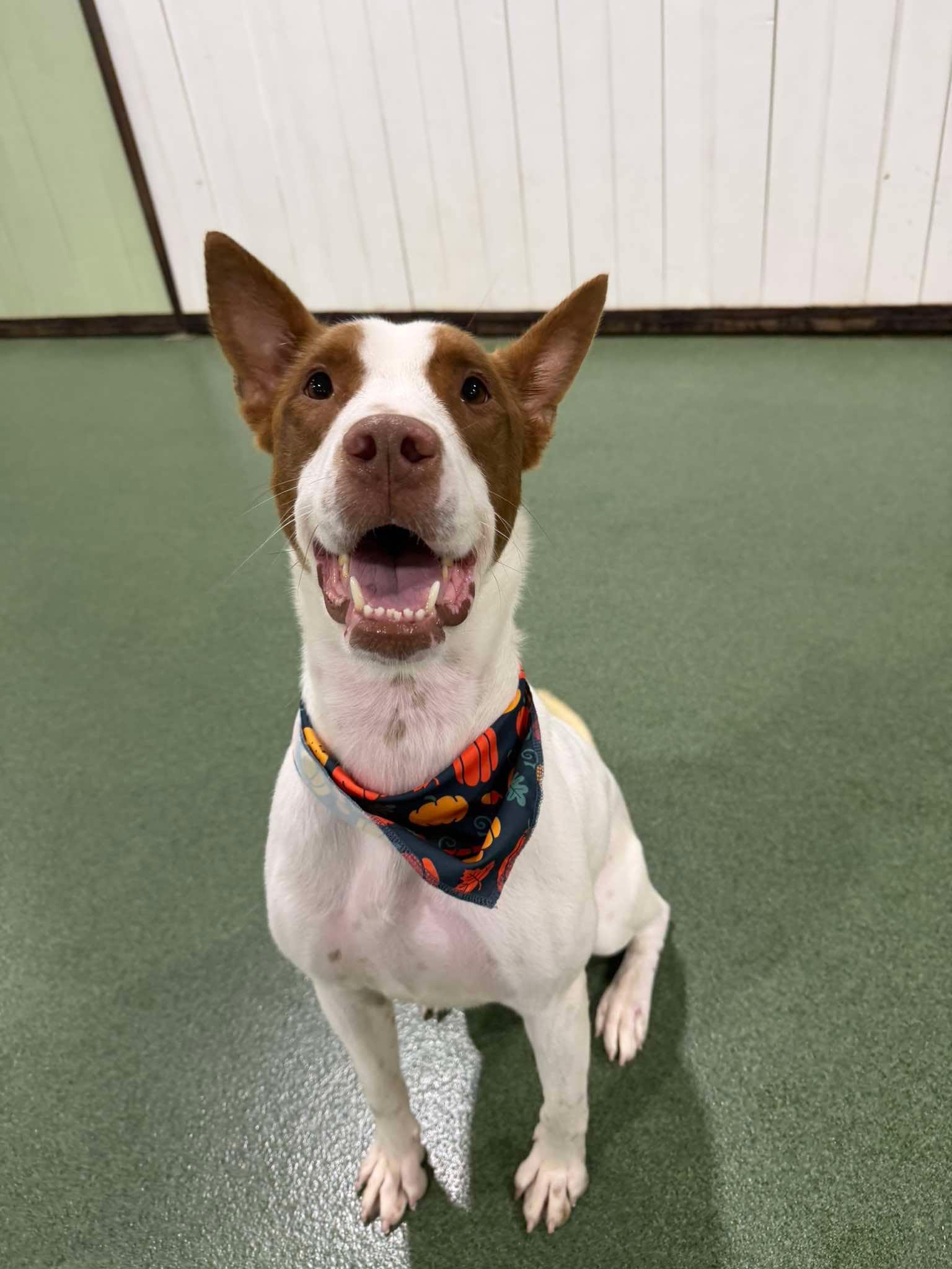 Jeremy , Adoptable, Young Male Bull Terrier.