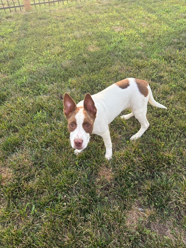 Enlarge Jeremy , a ADOPTABLE mixed breed in Seward, NE image 3/3