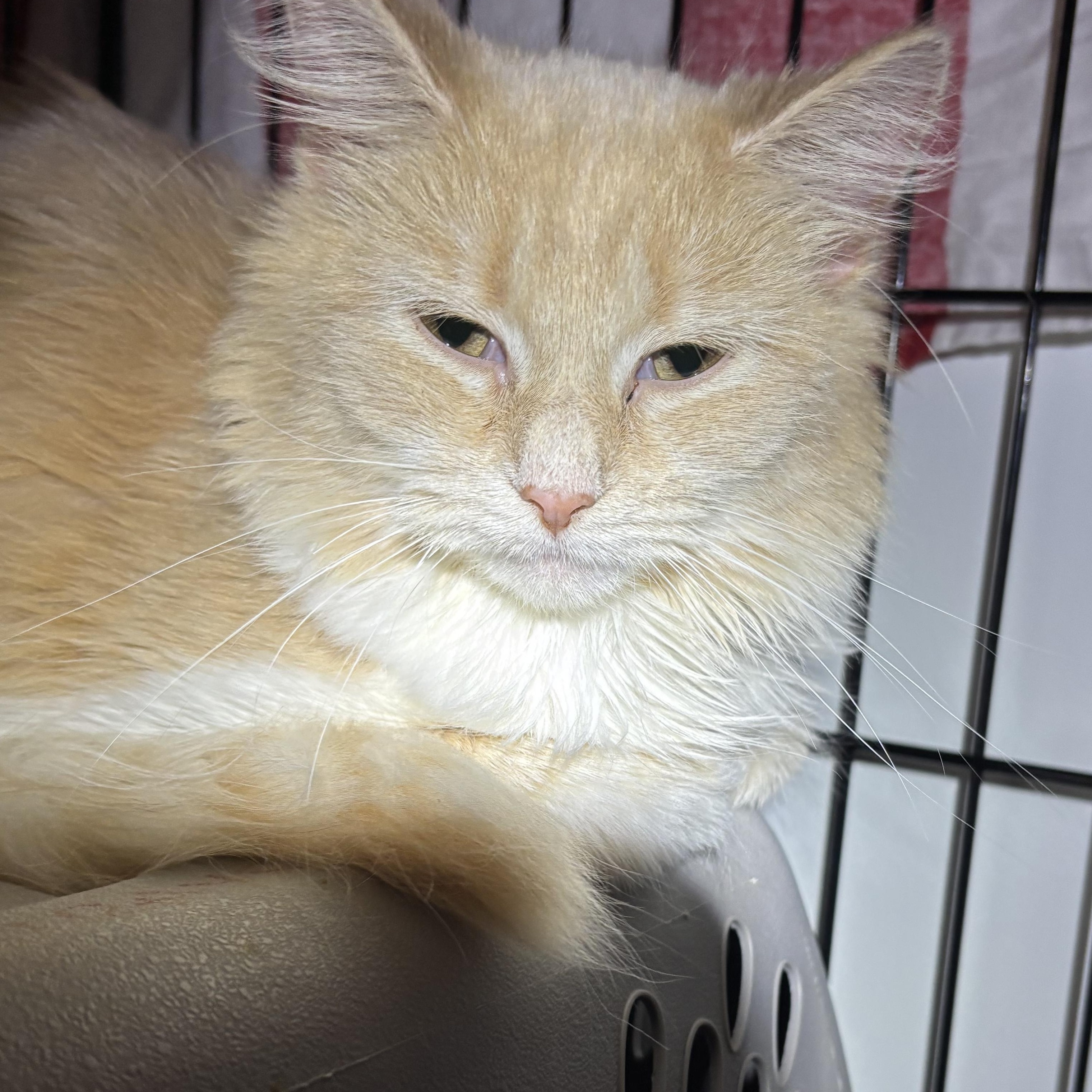 PARIS, a Adoptable Domestic Long Hair in Pittsburgh, PA image 2/3