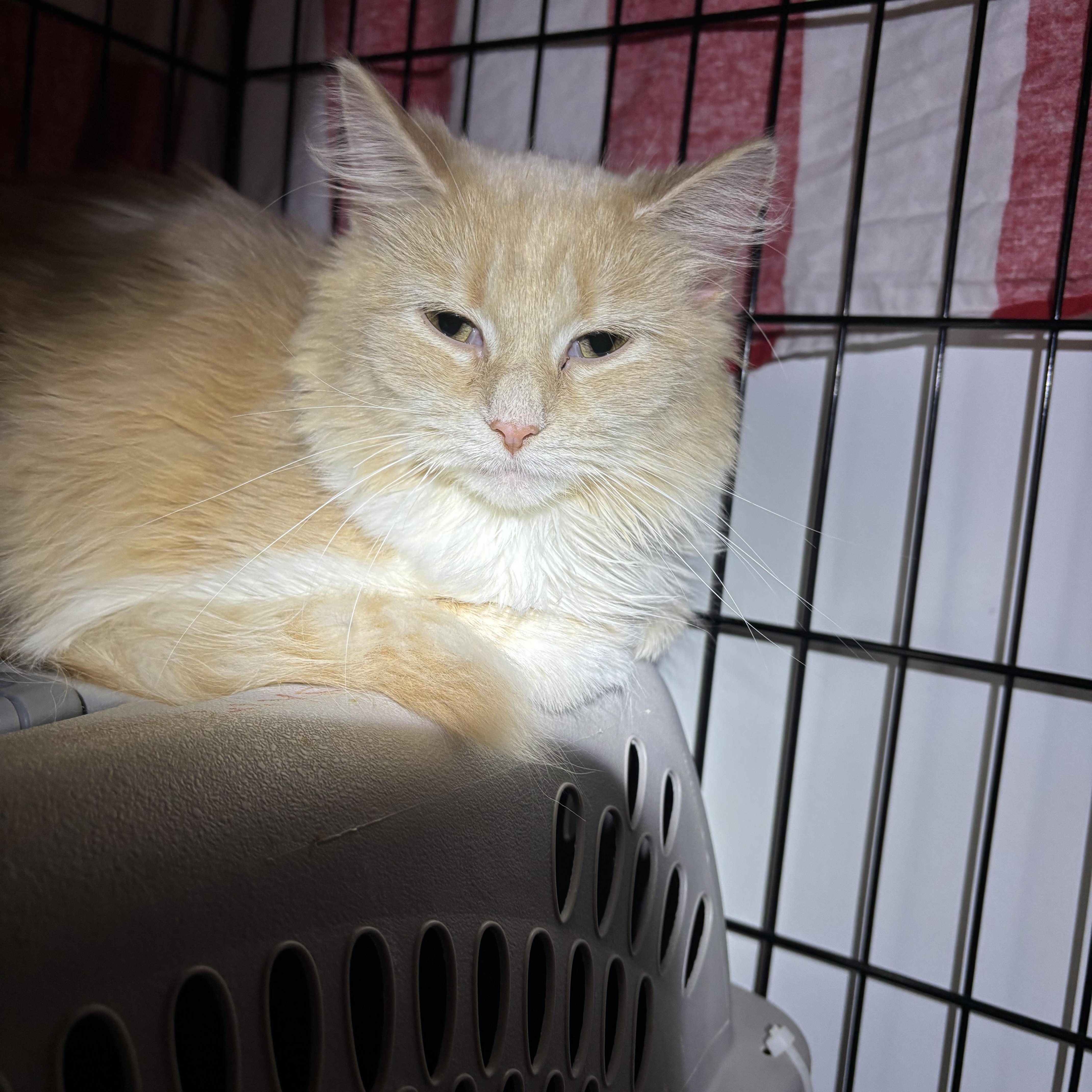 PARIS, a Adoptable Domestic Long Hair in Pittsburgh, PA image 1/3
