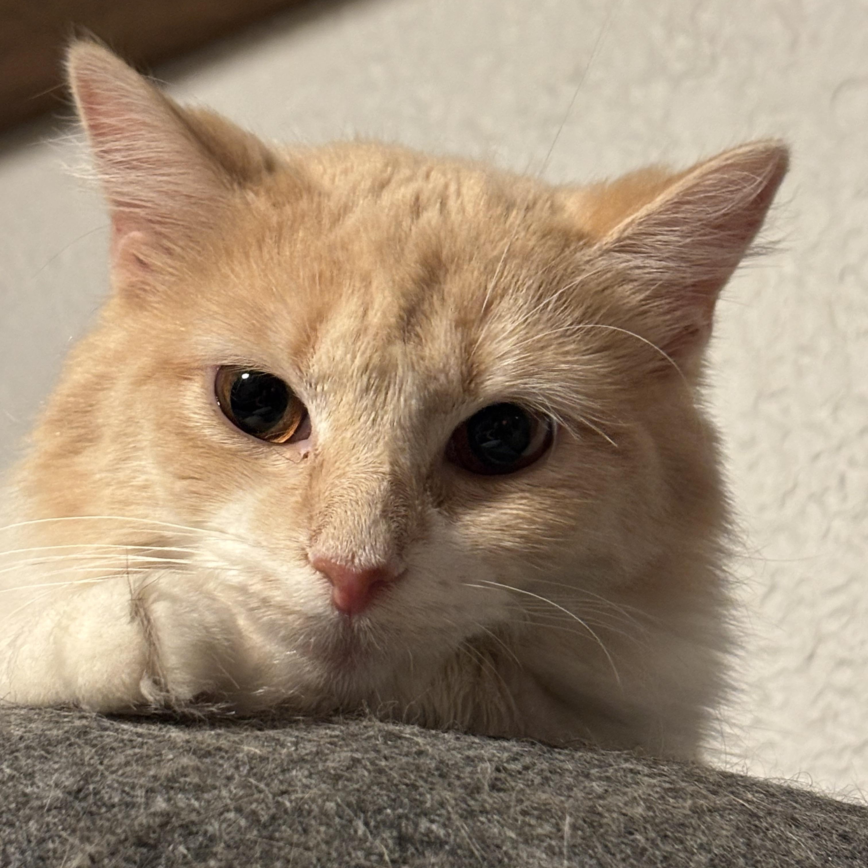 Enlarge PARIS, a Adoptable Domestic Long Hair in Pittsburgh, PA image 3/3