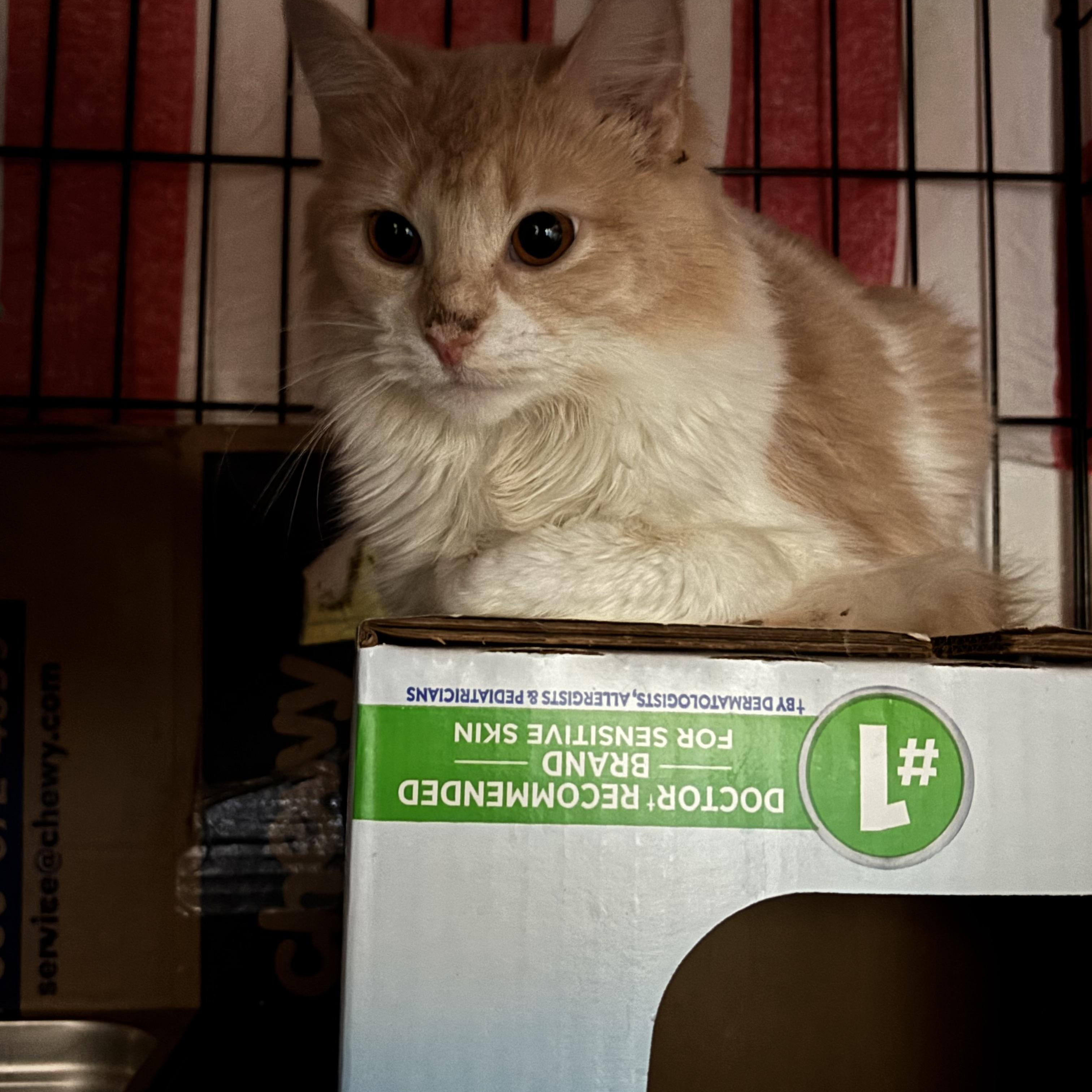 PARIS, a Adoptable Domestic Long Hair in Pittsburgh, PA image 3/3