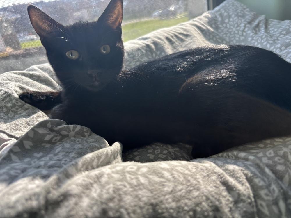 Luma, Adoptable, Kitten Female Domestic Short Hair.