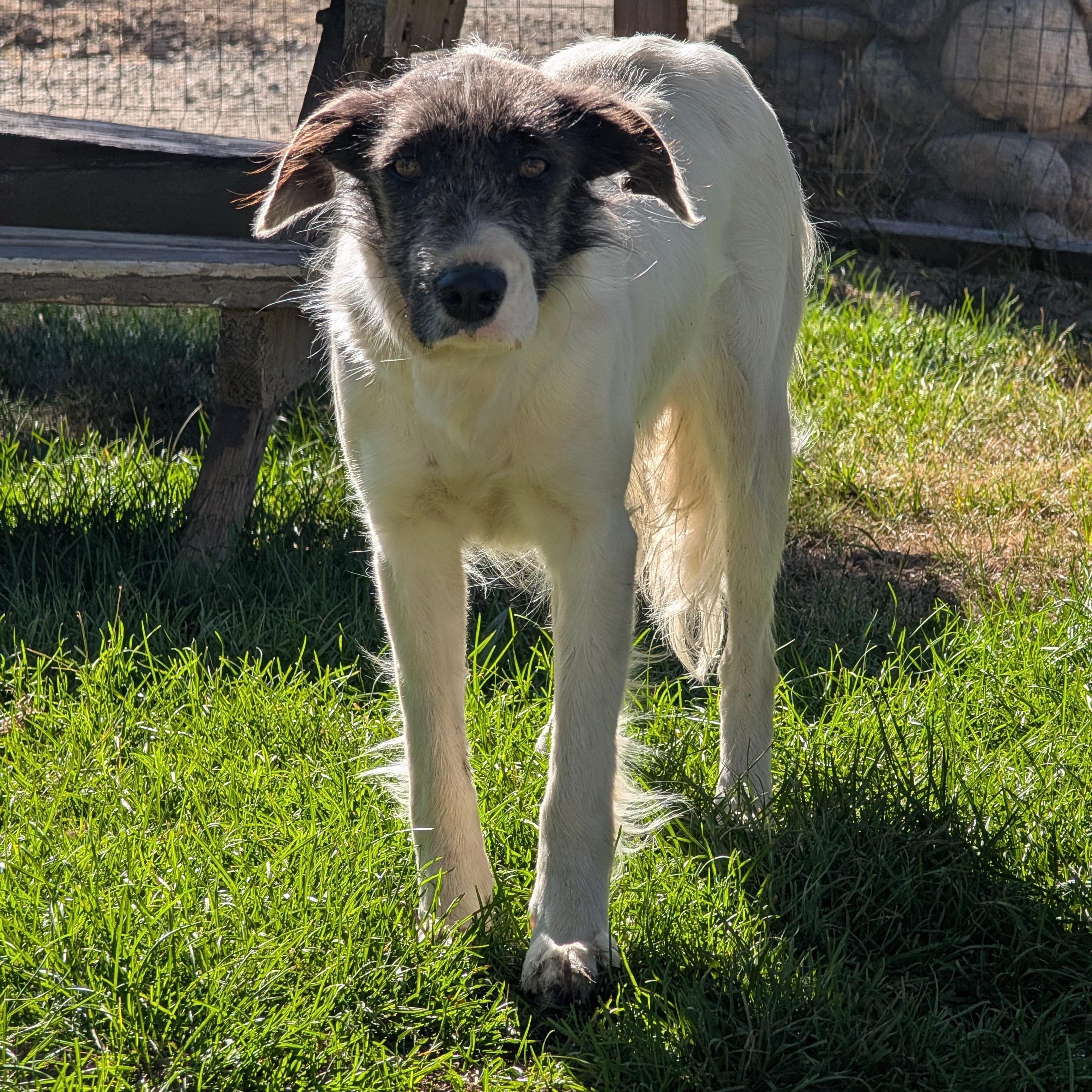 Columbina, an adopted mixed breed in Mountain Center, CA image 3/4