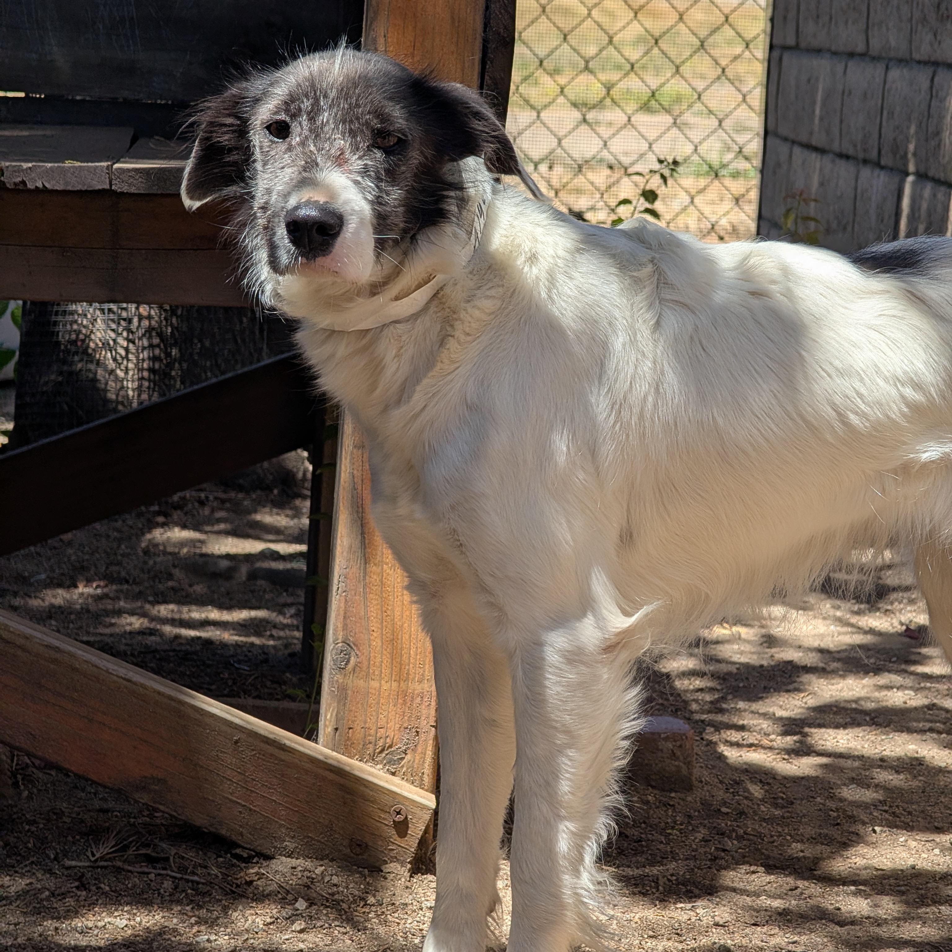 Columbina, an adopted mixed breed in Mountain Center, CA image 2/4
