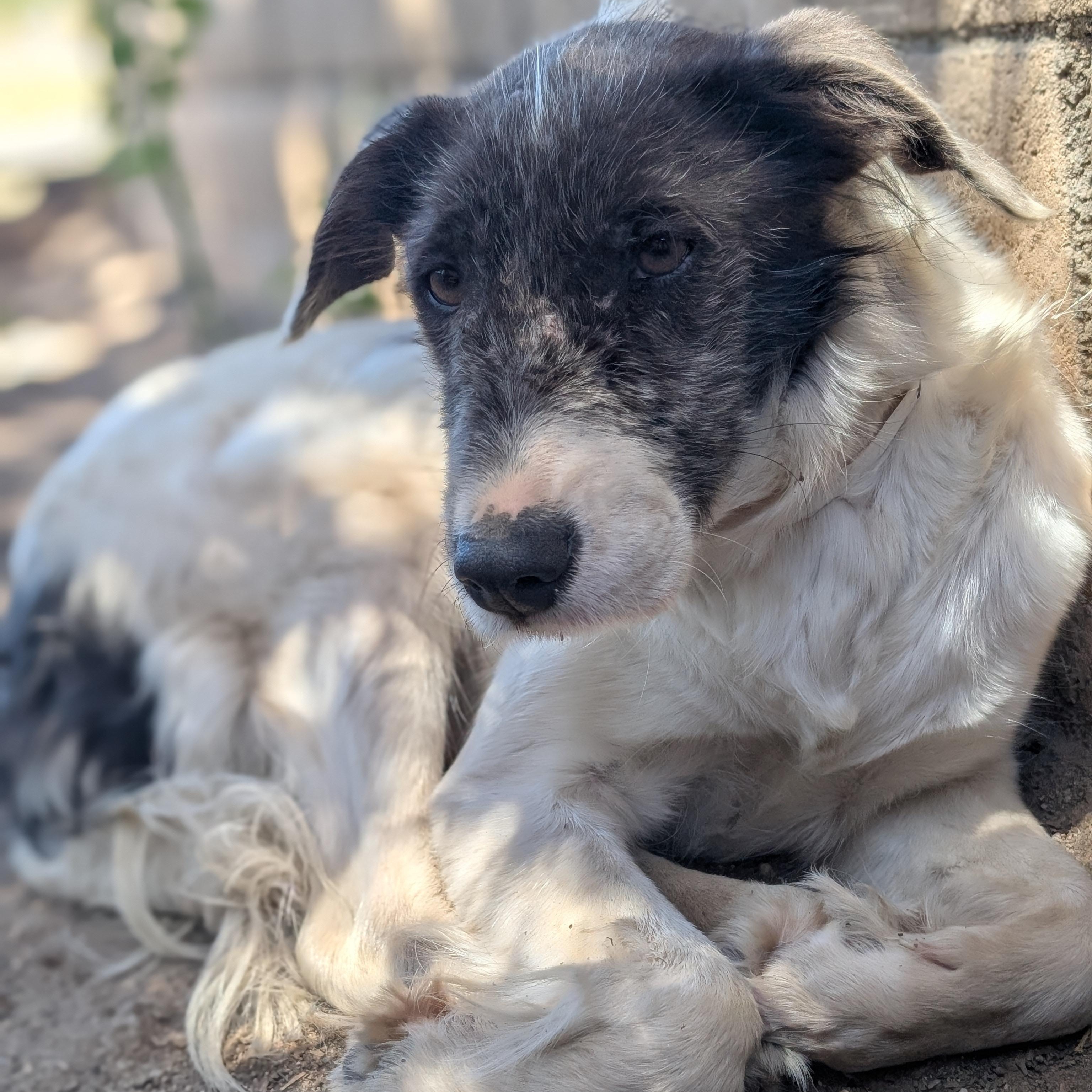 Columbina, an adopted mixed breed in Mountain Center, CA image 1/4