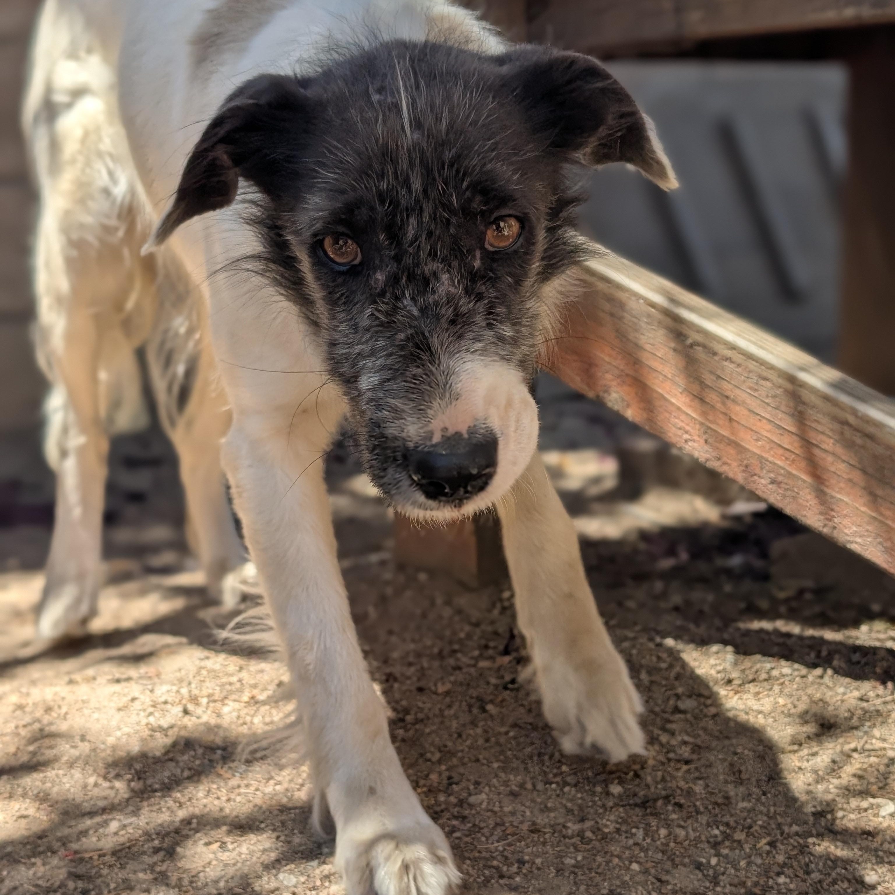 Columbina, an adopted mixed breed in Mountain Center, CA image 4/4