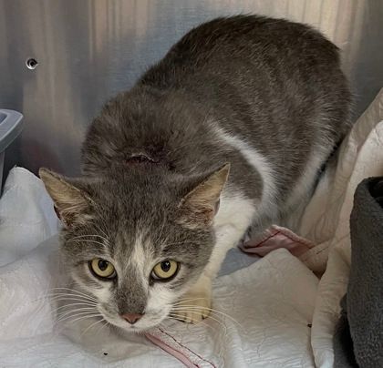 Marvel, Adoptable, Adult Male Domestic Short Hair.