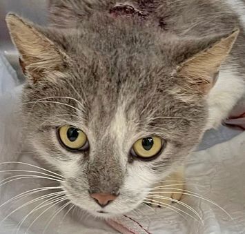 Marvel, a Adoptable mixed breed in Portsmouth, OH image 2/6