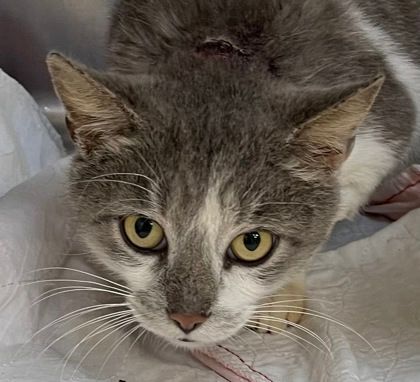 Marvel, a Adoptable mixed breed in Portsmouth, OH image 3/6