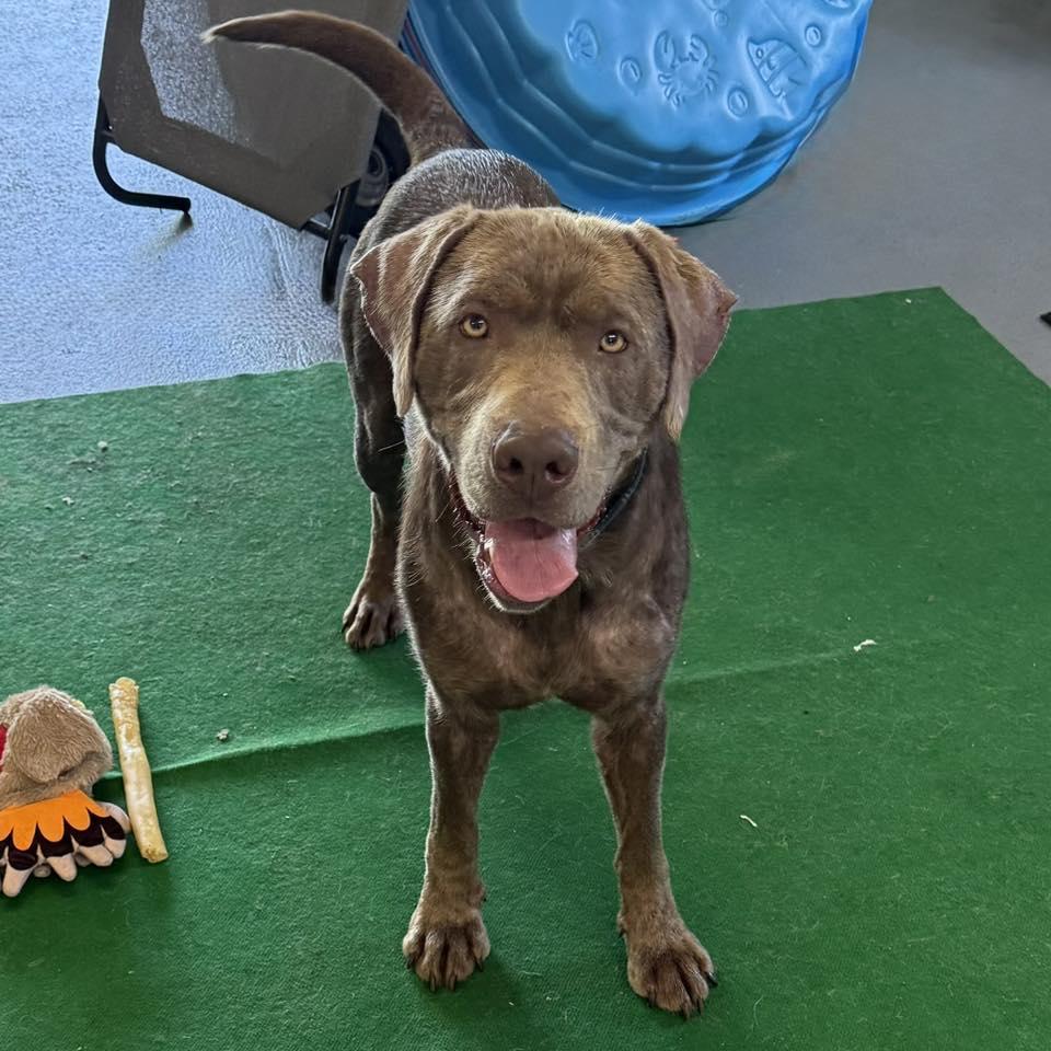 DOUGIE, a Adopted Chocolate Labrador Retriever in Cadiz, OH image 1/4