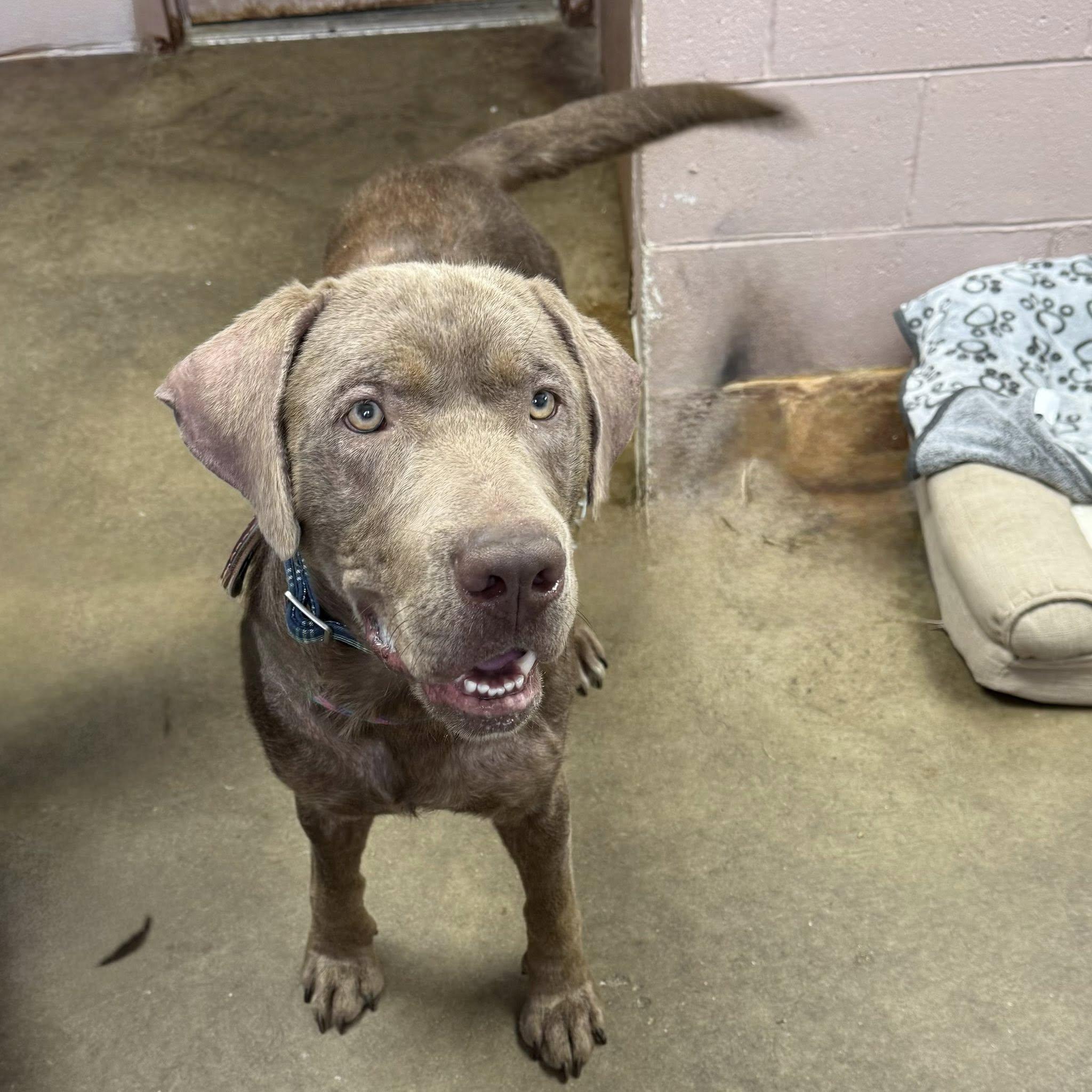 DOUGIE, a Adopted Chocolate Labrador Retriever in Cadiz, OH image 2/4
