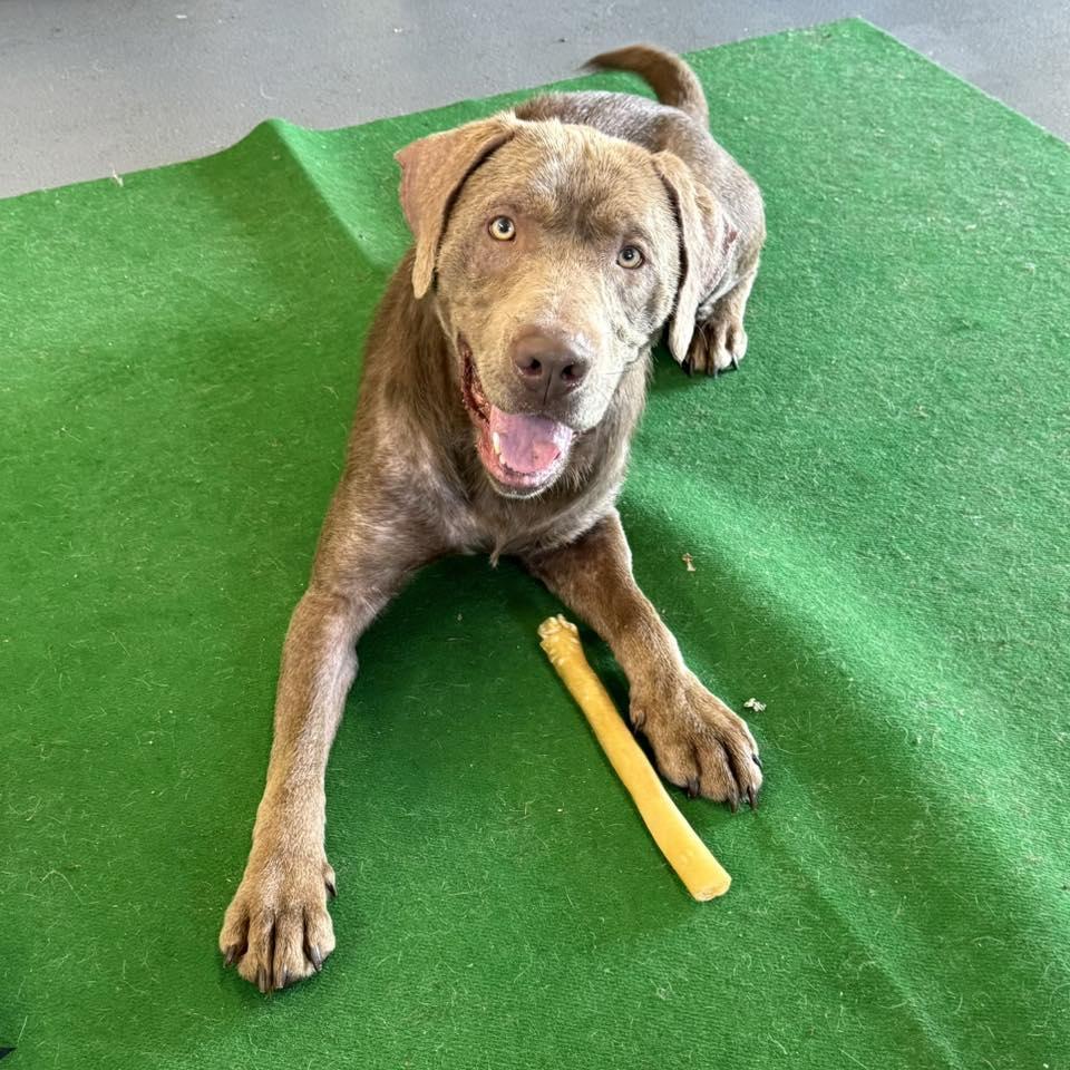 DOUGIE, a Adopted Chocolate Labrador Retriever in Cadiz, OH image 3/4