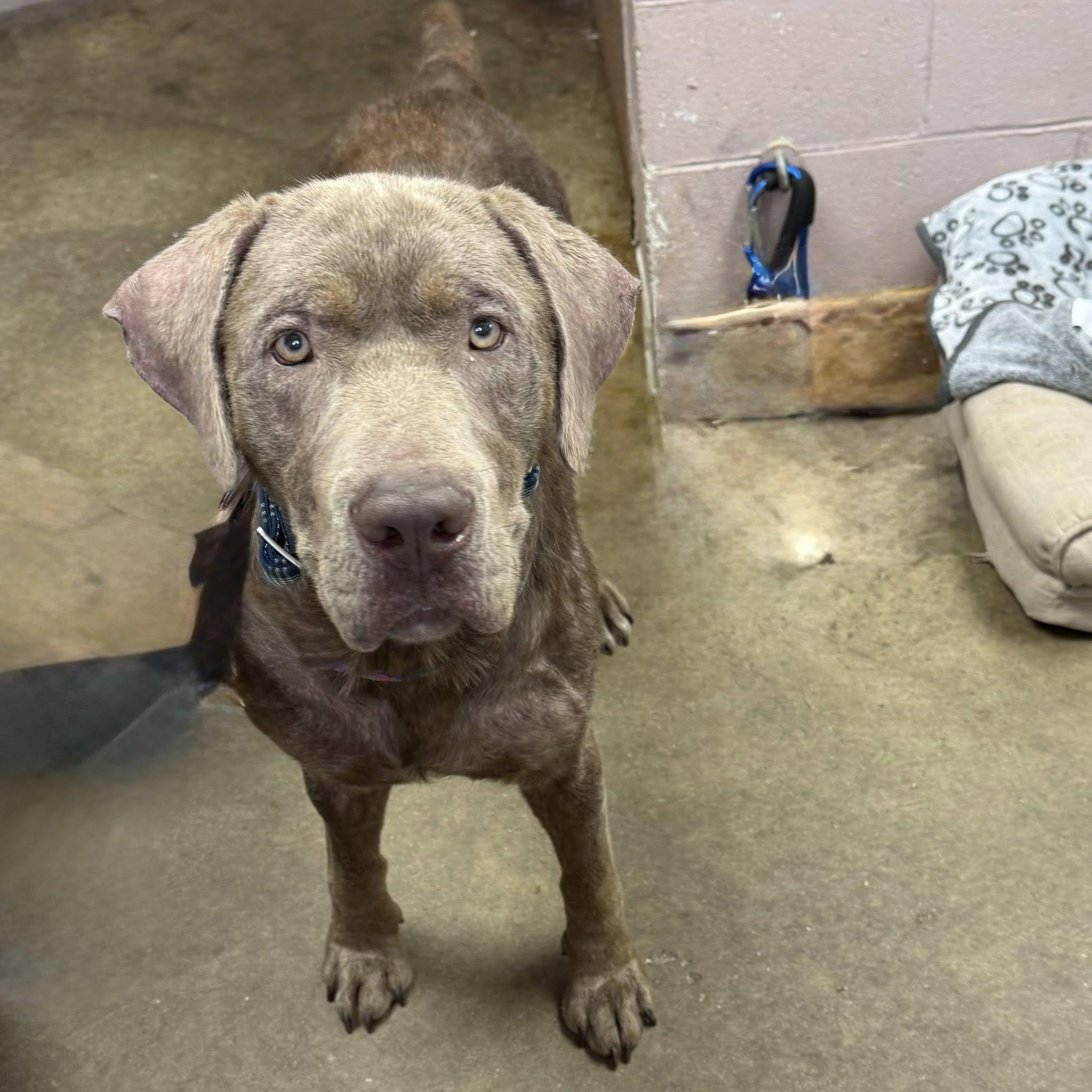 DOUGIE, a Adopted Chocolate Labrador Retriever in Cadiz, OH image 4/4