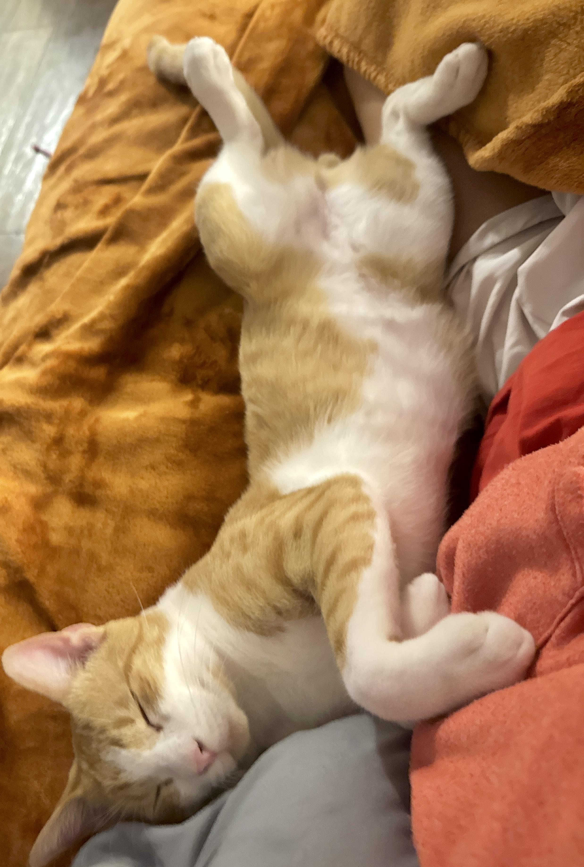 Enlarge Tater (laps, purrs & biscuit hors doeuvres), a Adoptable Domestic Short Hair in Houston, TX image 1/6