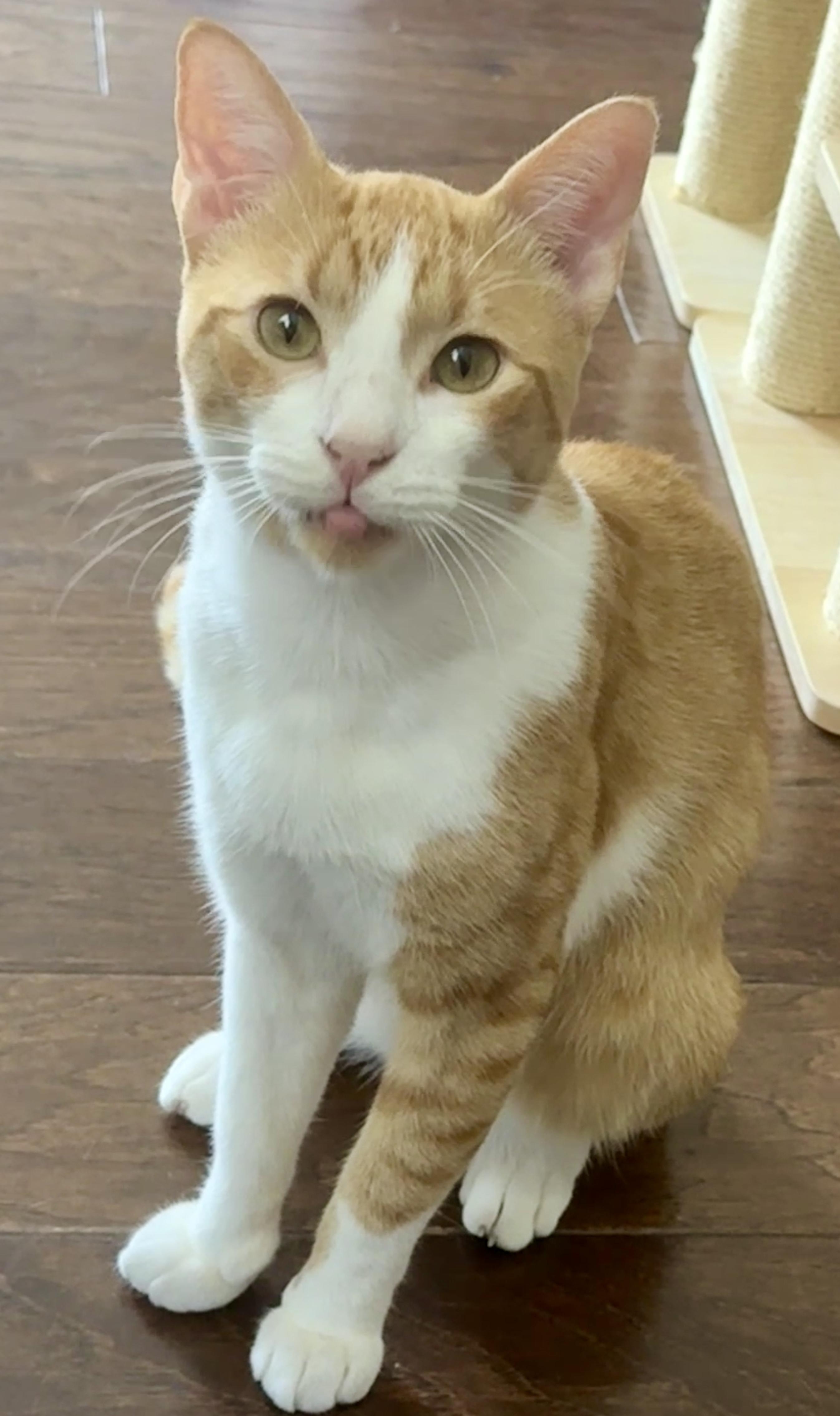 Enlarge Tater (laps, purrs & biscuit hors doeuvres), a Adoptable Domestic Short Hair in Houston, TX image 6/6