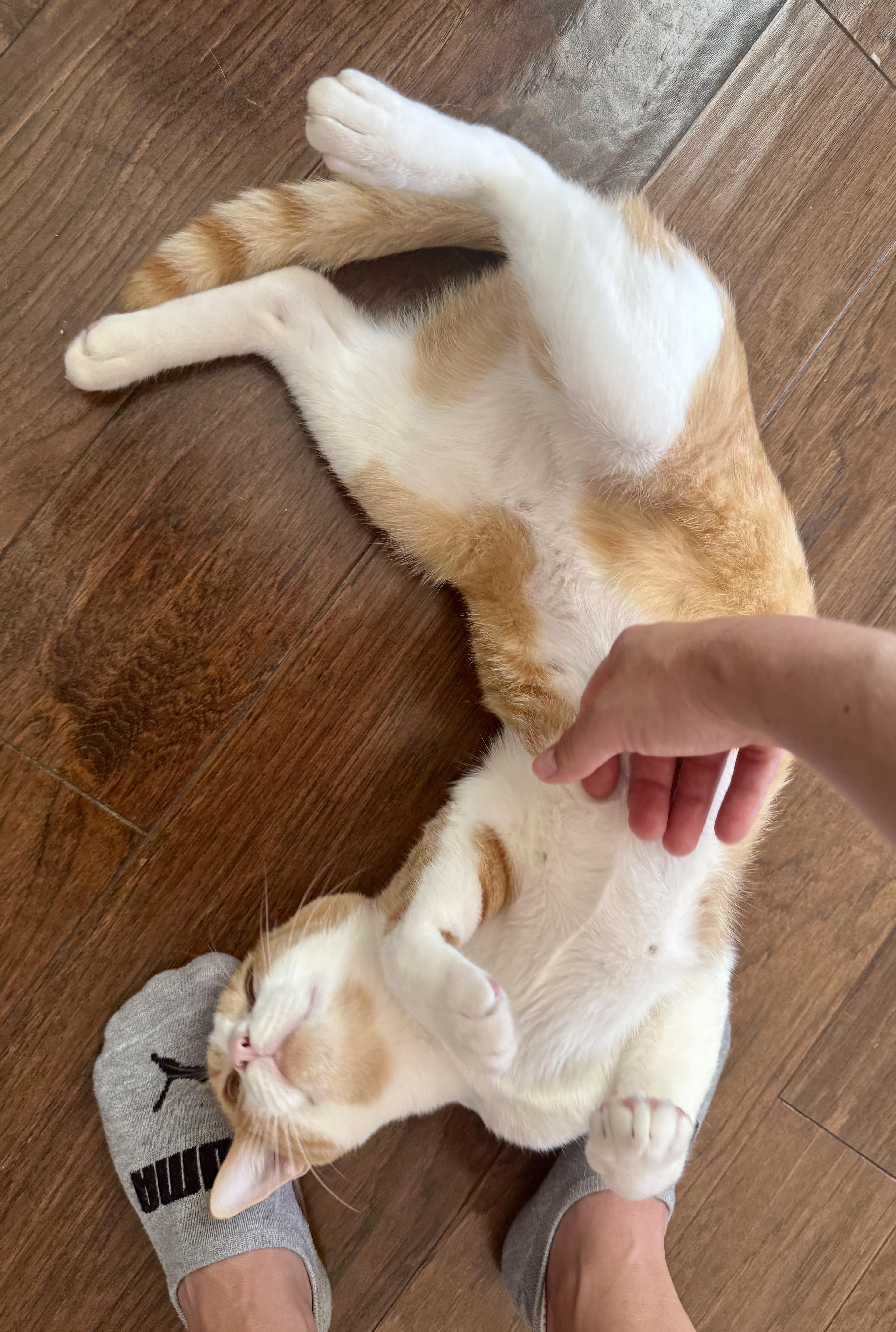 Enlarge Tater (laps, purrs & biscuit hors doeuvres), a Adoptable Domestic Short Hair in Houston, TX image 4/6