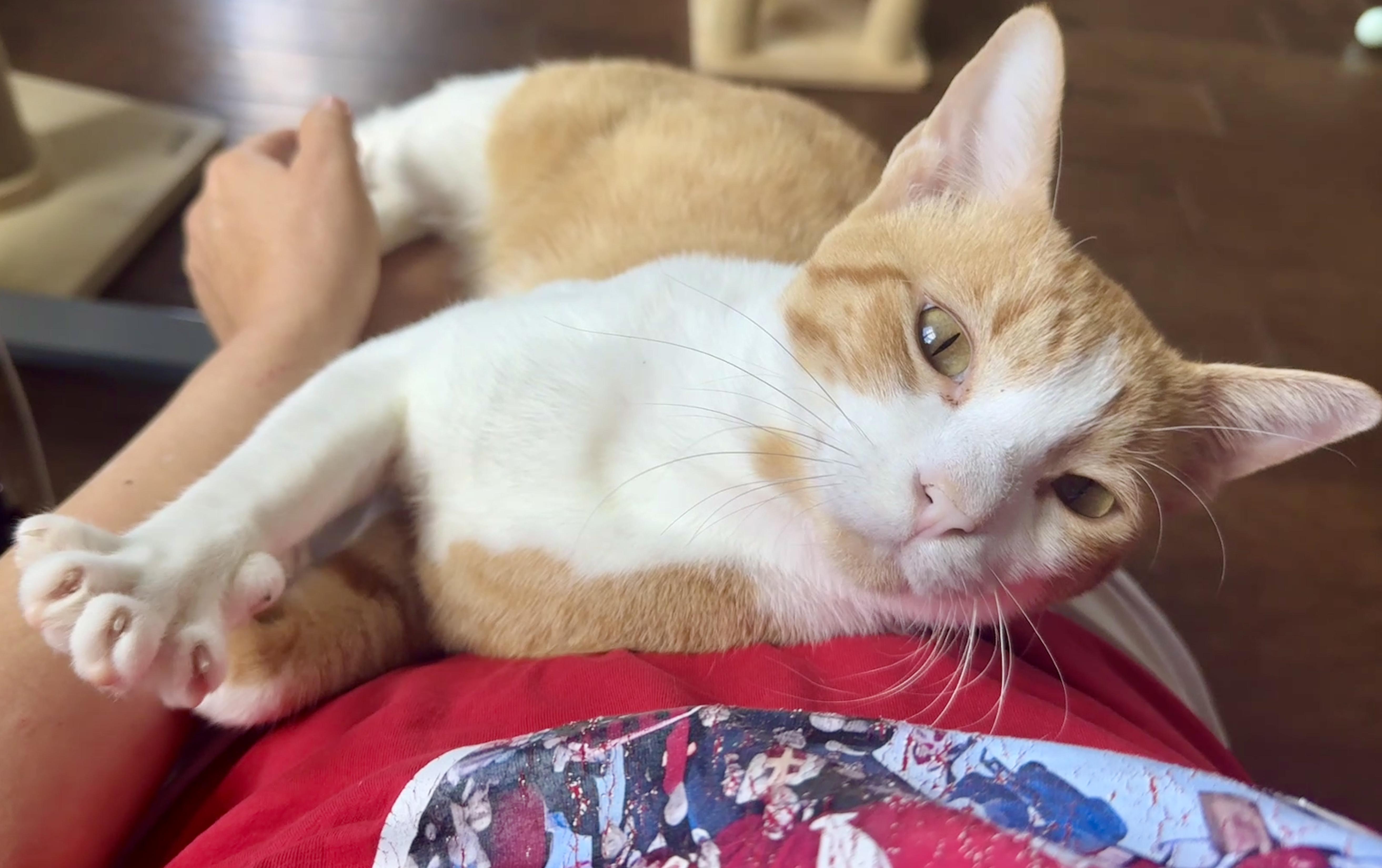 Enlarge Tater (laps, purrs & biscuit hors doeuvres), a Adoptable Domestic Short Hair in Houston, TX image 5/6