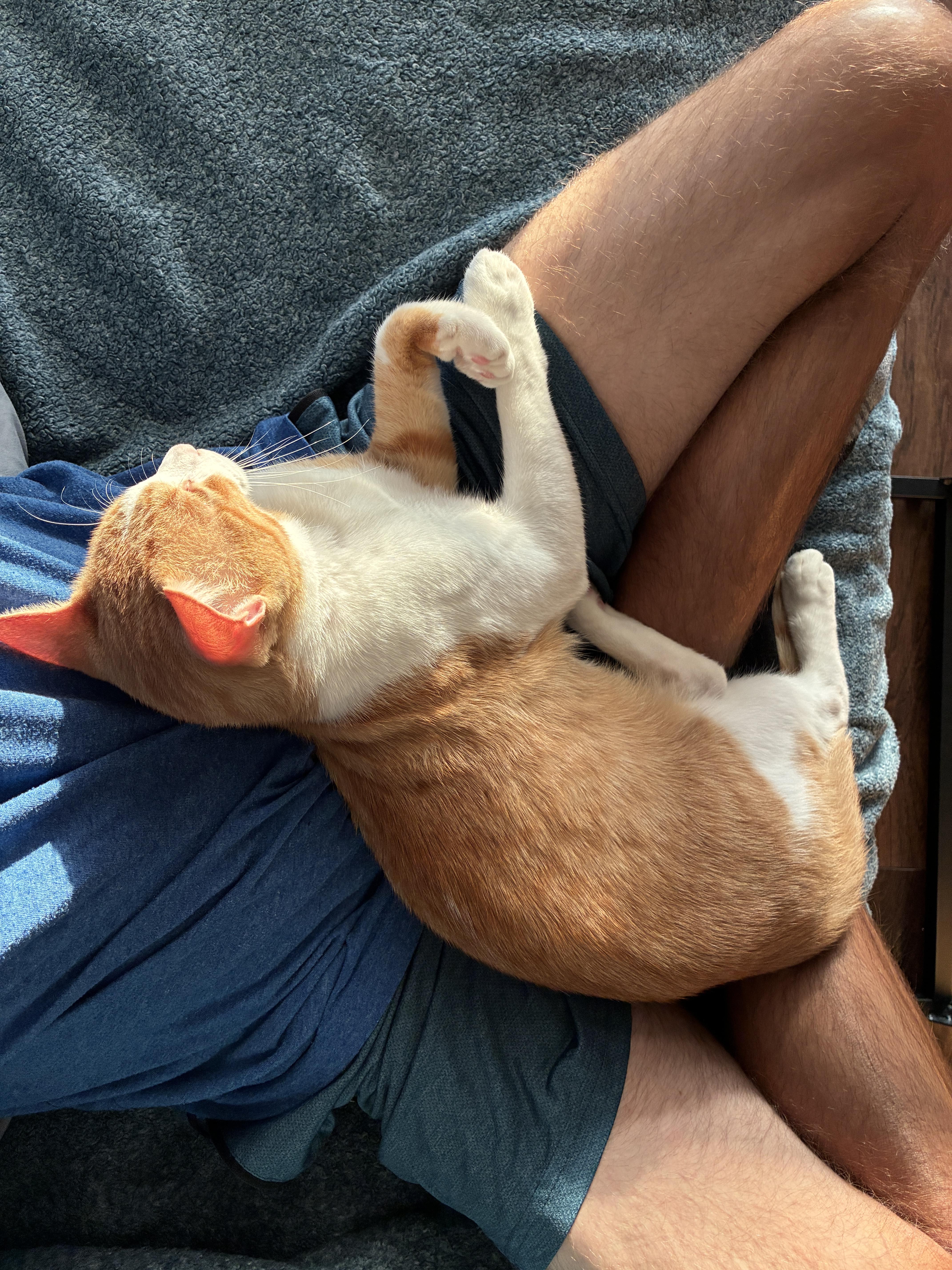 Enlarge Tater (laps, purrs & biscuit hors doeuvres), a Adoptable Domestic Short Hair in Houston, TX image 3/6