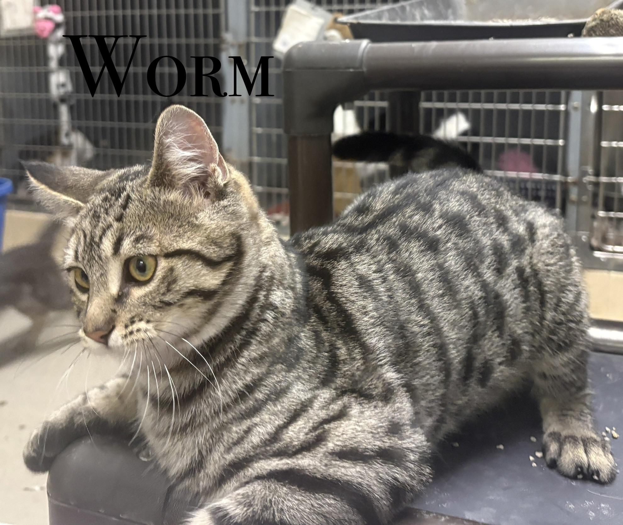 Enlarge KITTENS, a Adoptable Domestic Short Hair in Craig, CO image 5/5