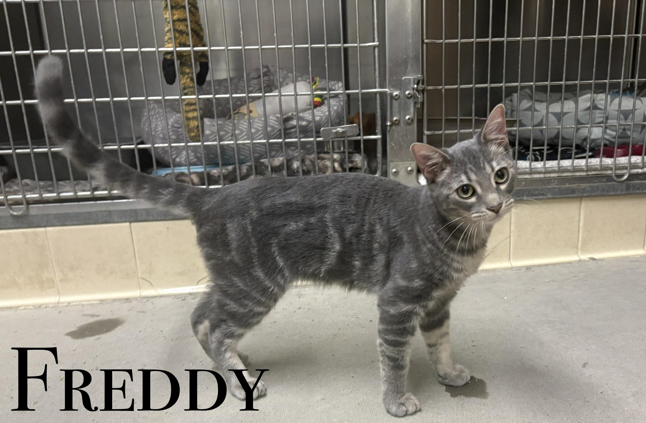 Enlarge KITTENS, a Adoptable Domestic Short Hair in Craig, CO image 3/5