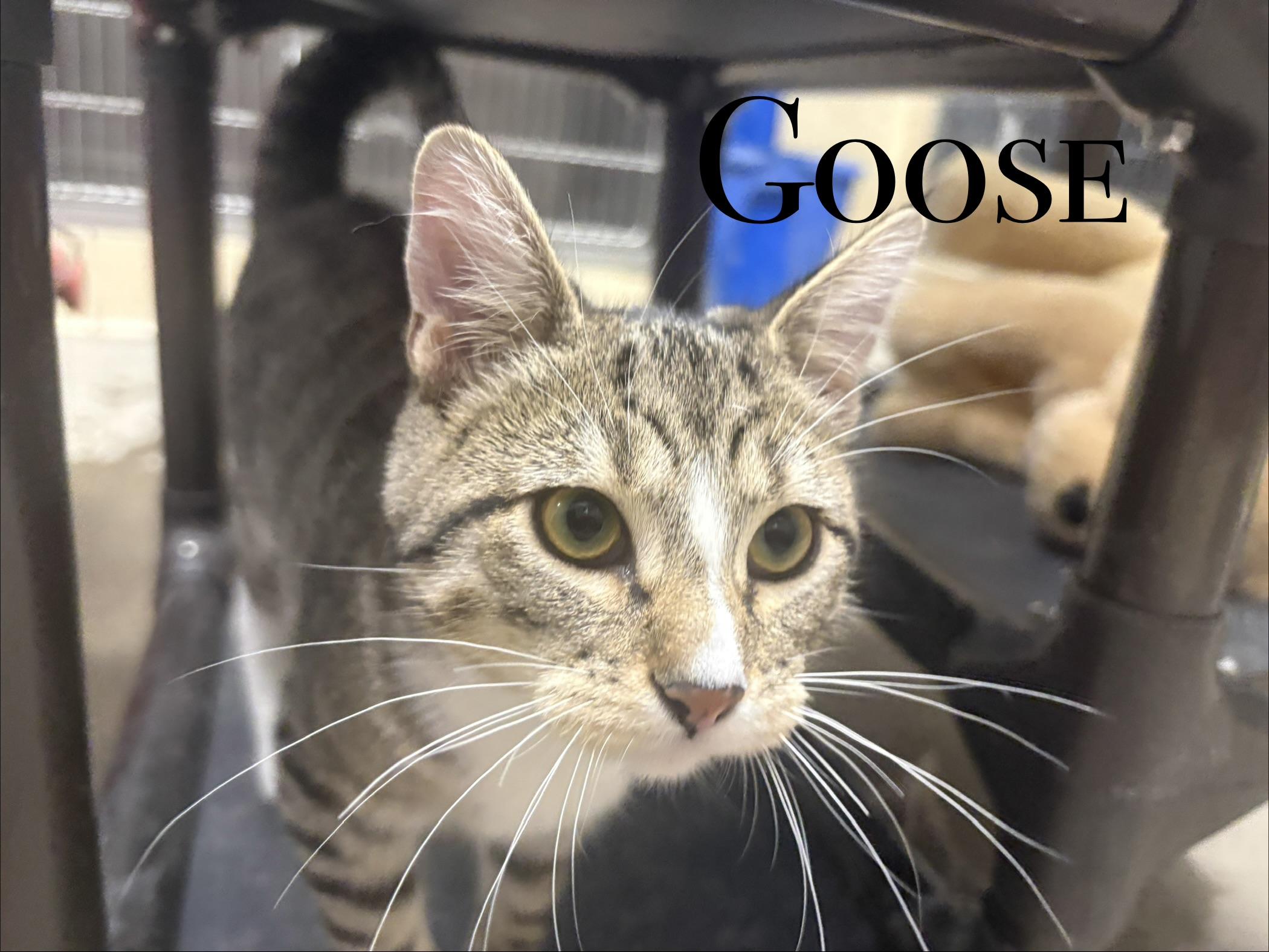 Enlarge KITTENS, a Adoptable Domestic Short Hair in Craig, CO image 4/5