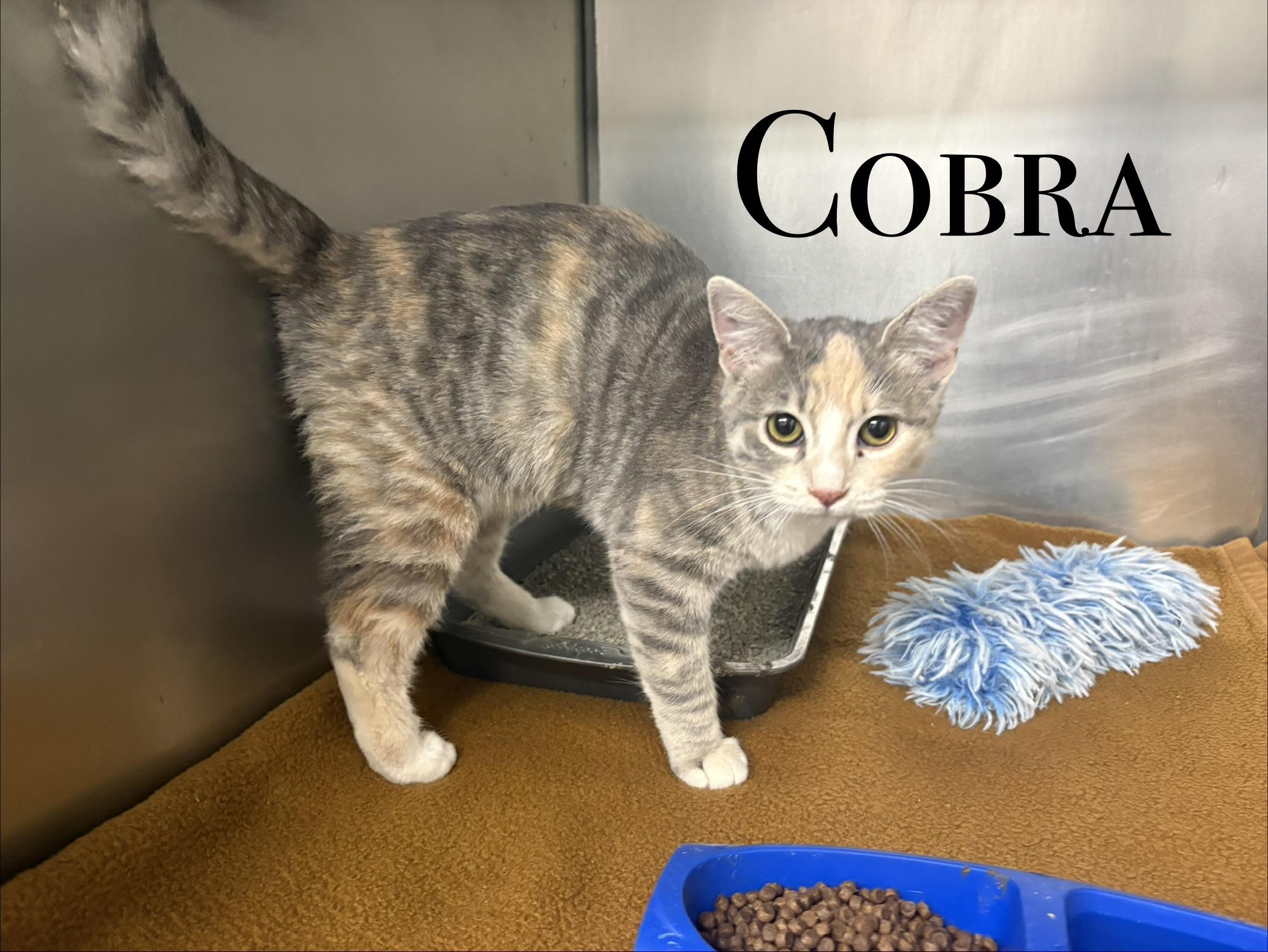 Enlarge KITTENS, a Adoptable Domestic Short Hair in Craig, CO image 2/5