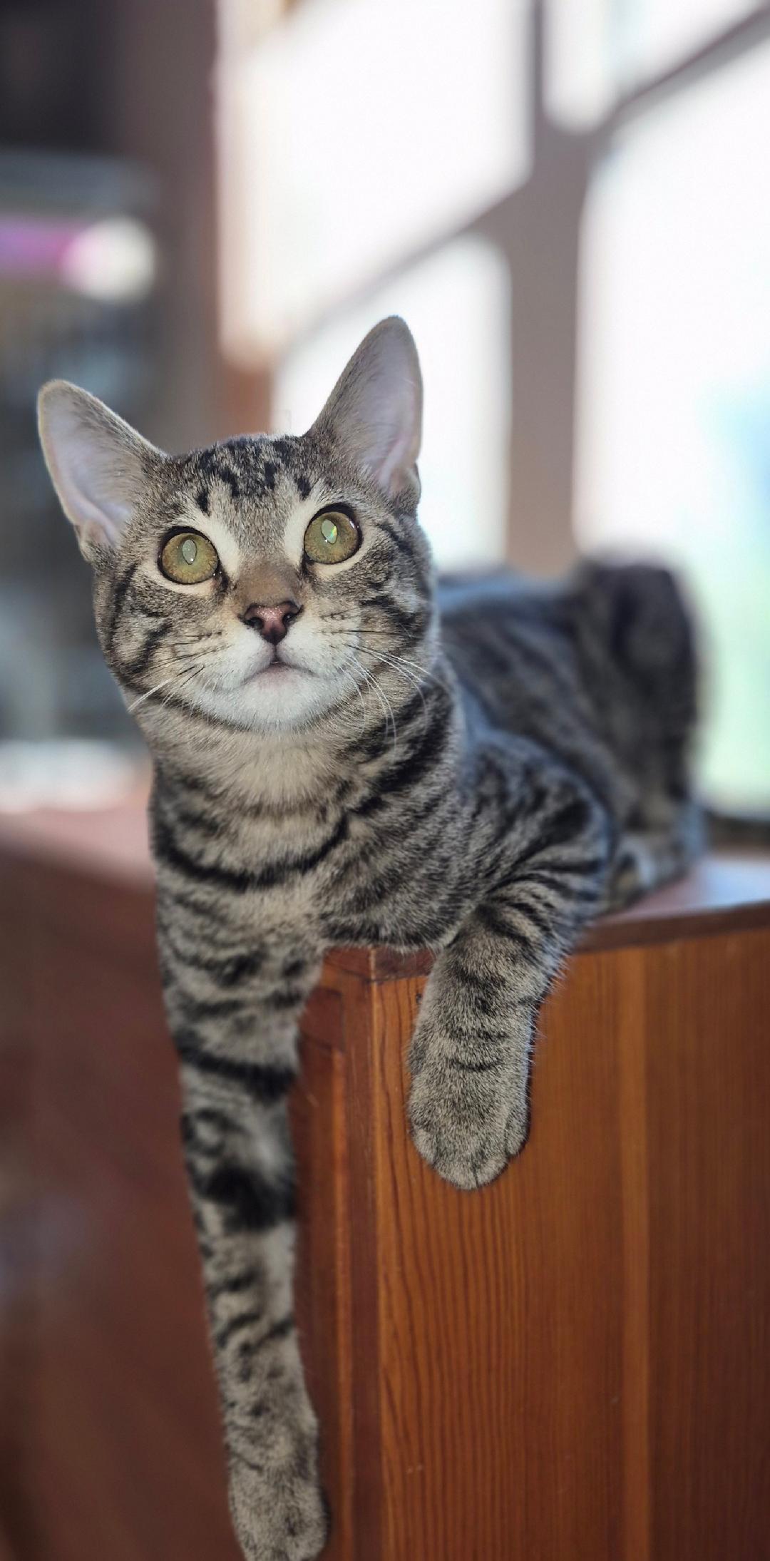 Arnie, a Adoptable mixed breed in Carol Stream, IL image 3/5