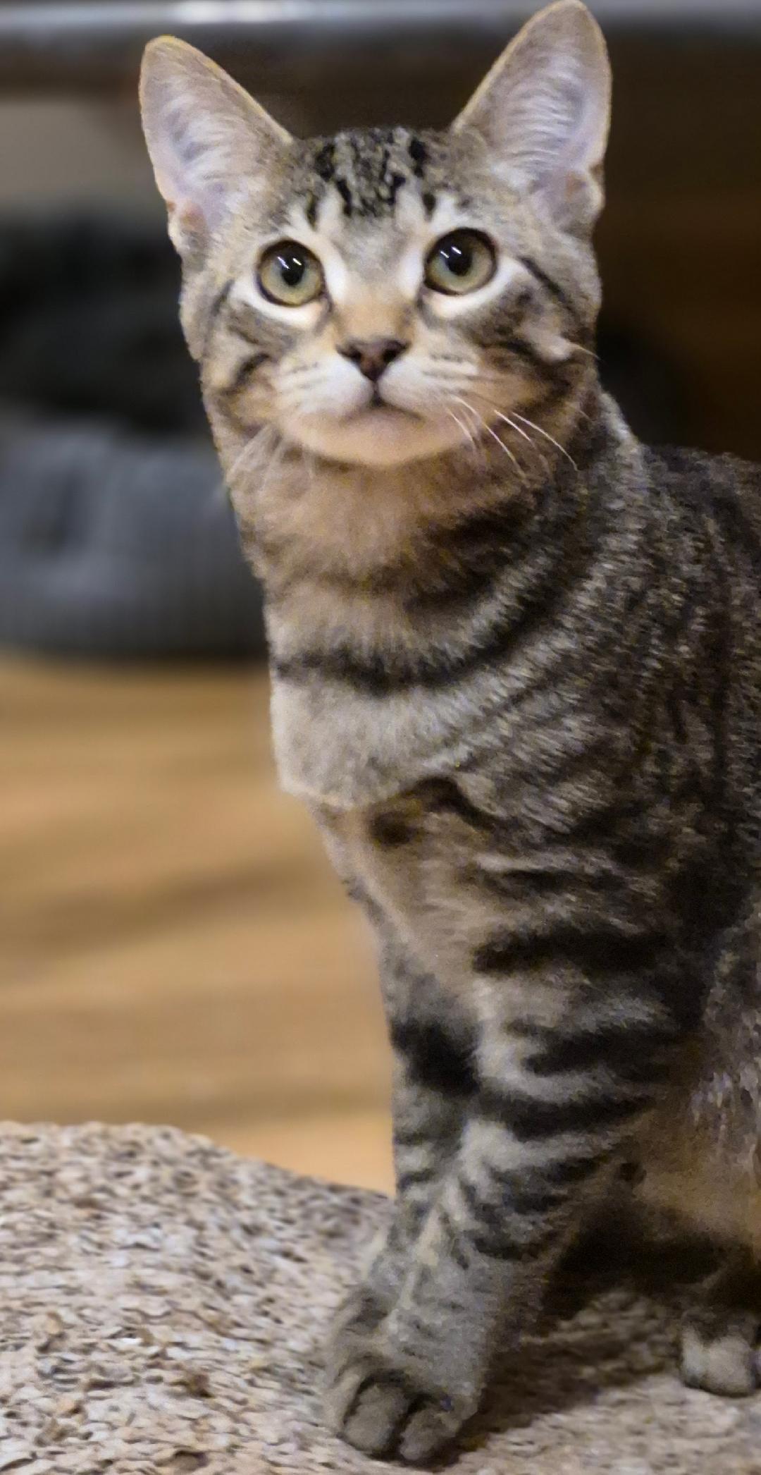 Arnie, a Adoptable mixed breed in Carol Stream, IL image 4/5