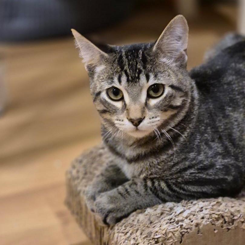 Arnie, a Adoptable mixed breed in Carol Stream, IL image 2/5