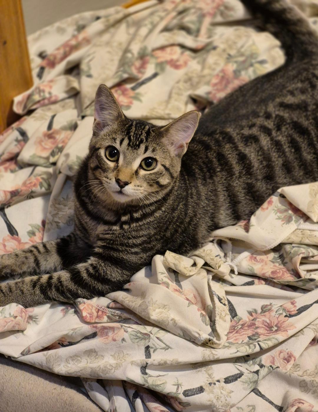 Arnie, a Adoptable mixed breed in Carol Stream, IL image 5/5