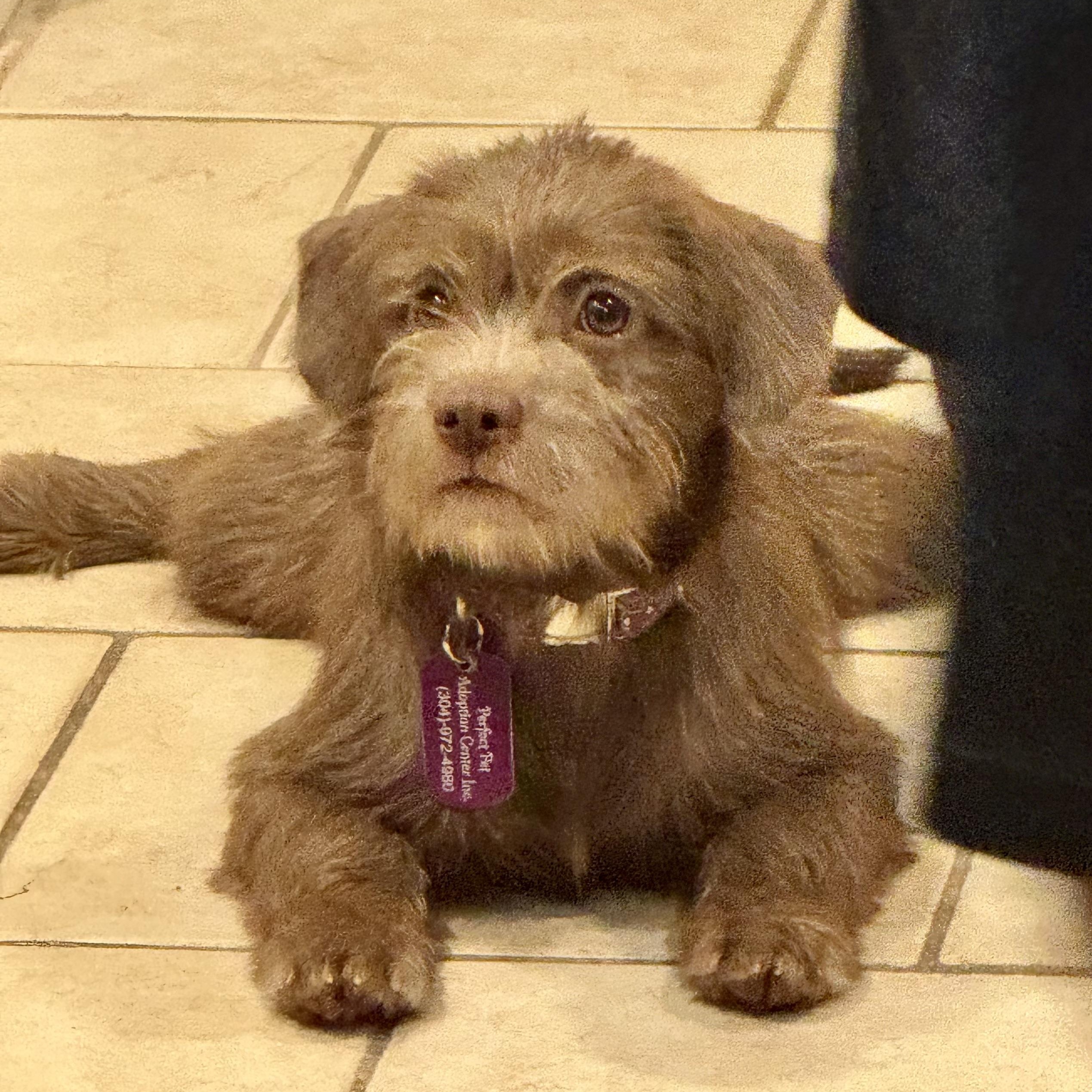Enlarge Lil, an adoptable mixed breed in Deltona, FL image 3/3