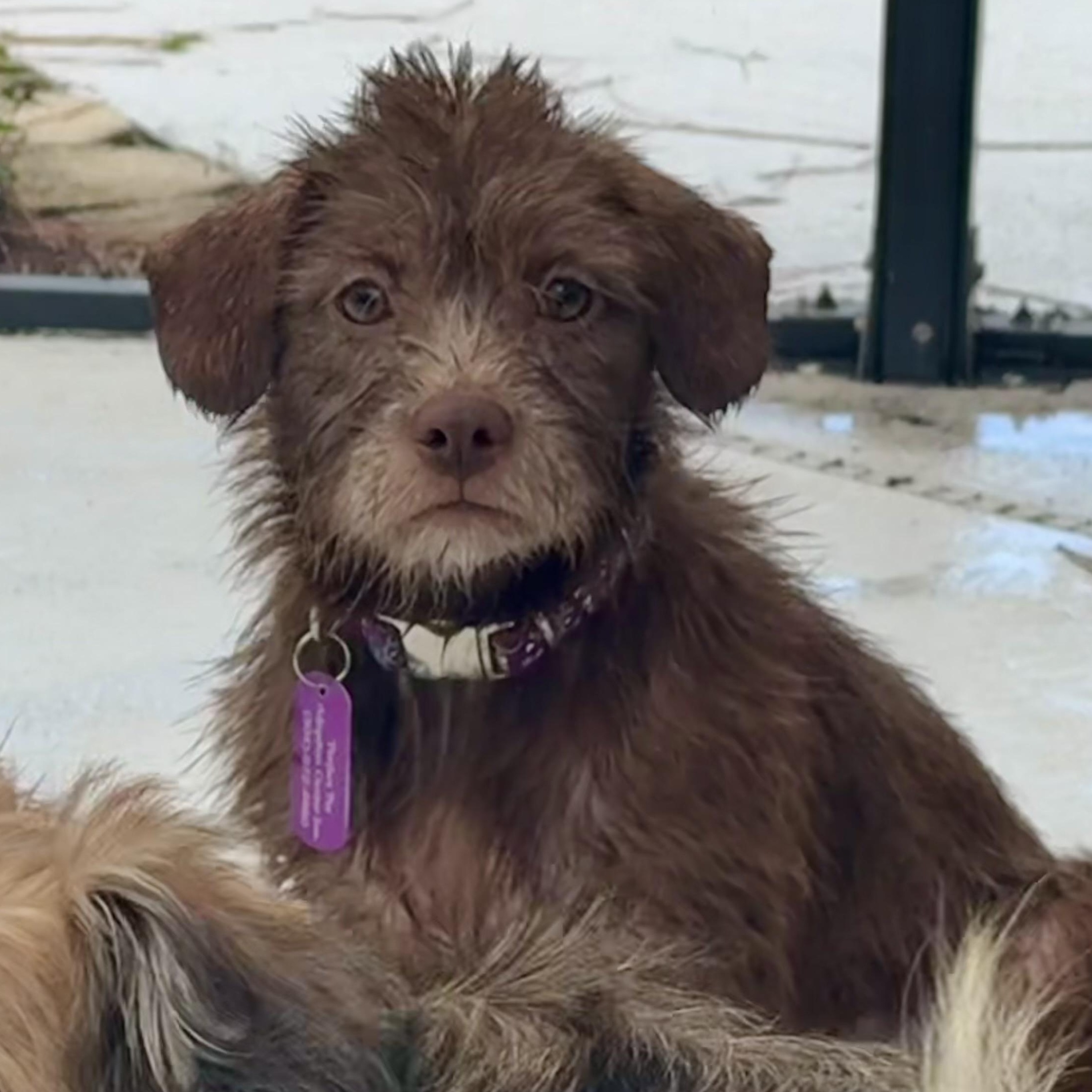 Lil, adoptable, Puppy Female Shih Tzu & Dalmatian.