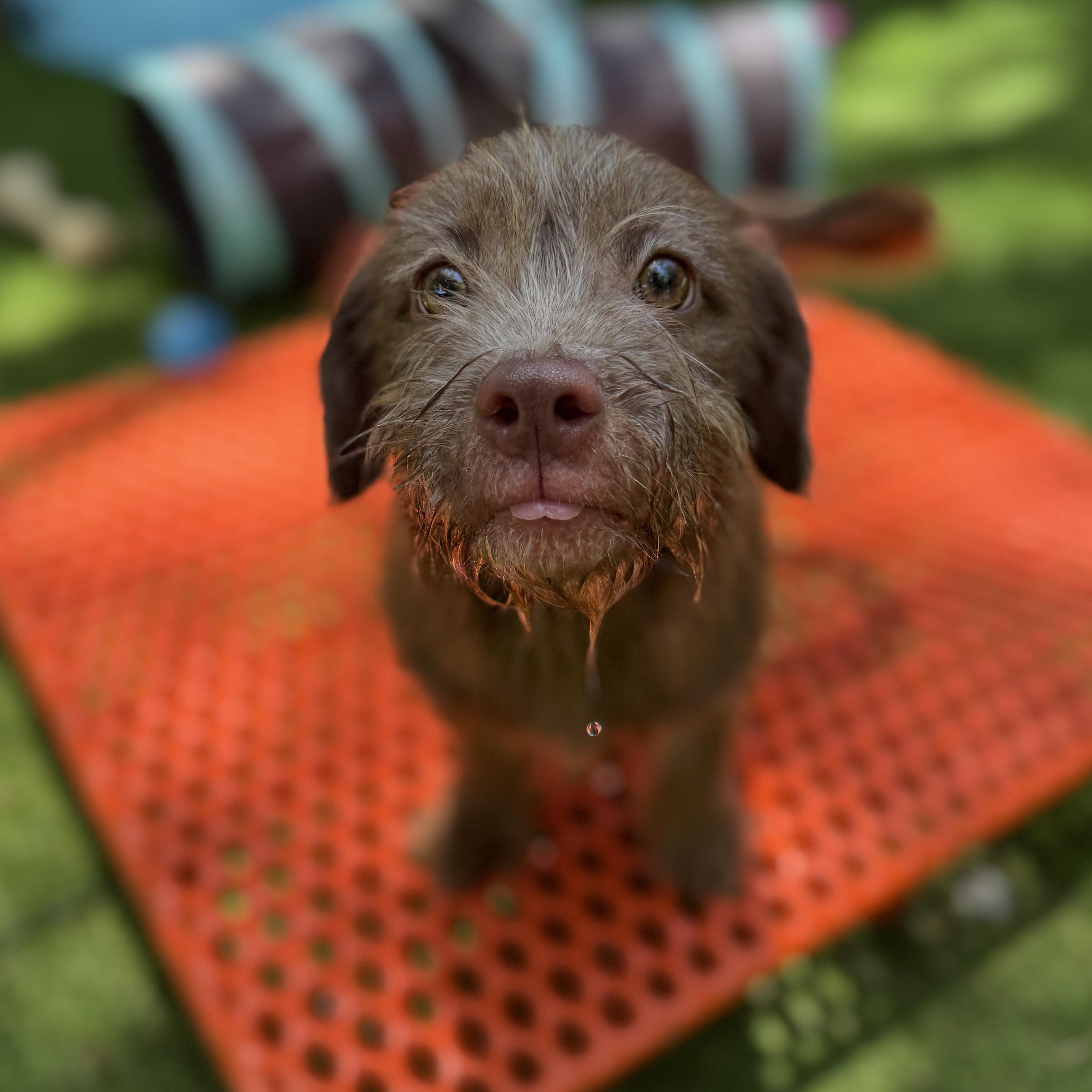 Enlarge Lil, an adoptable mixed breed in Deltona, FL image 2/3