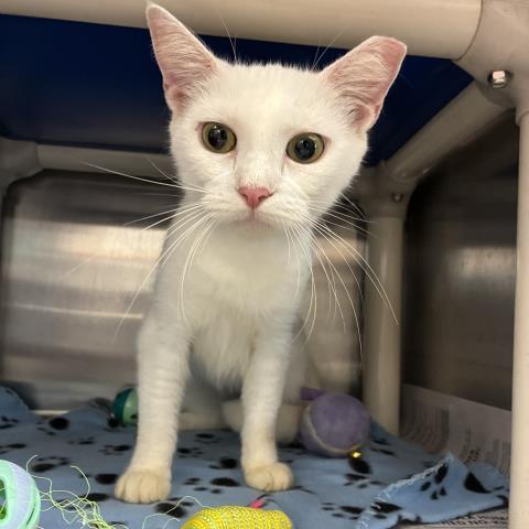 SNOWY, Adoptable, Young Female Domestic Short Hair.