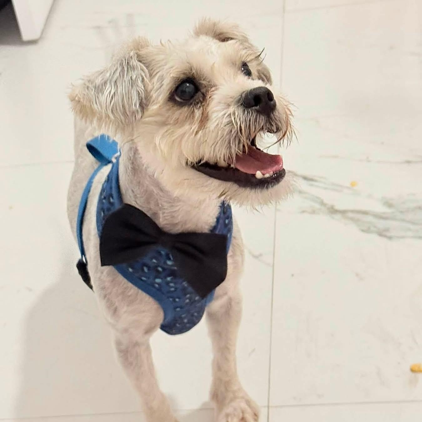 Walter, a Adoptable mixed breed in Elkton, MD image 1/4