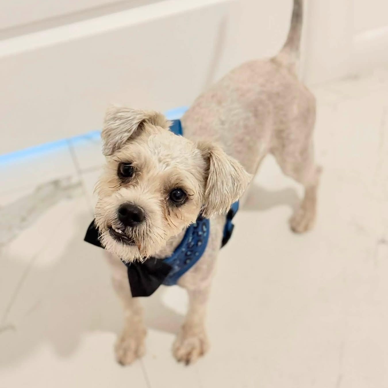 Walter, a Adoptable mixed breed in Elkton, MD image 3/4
