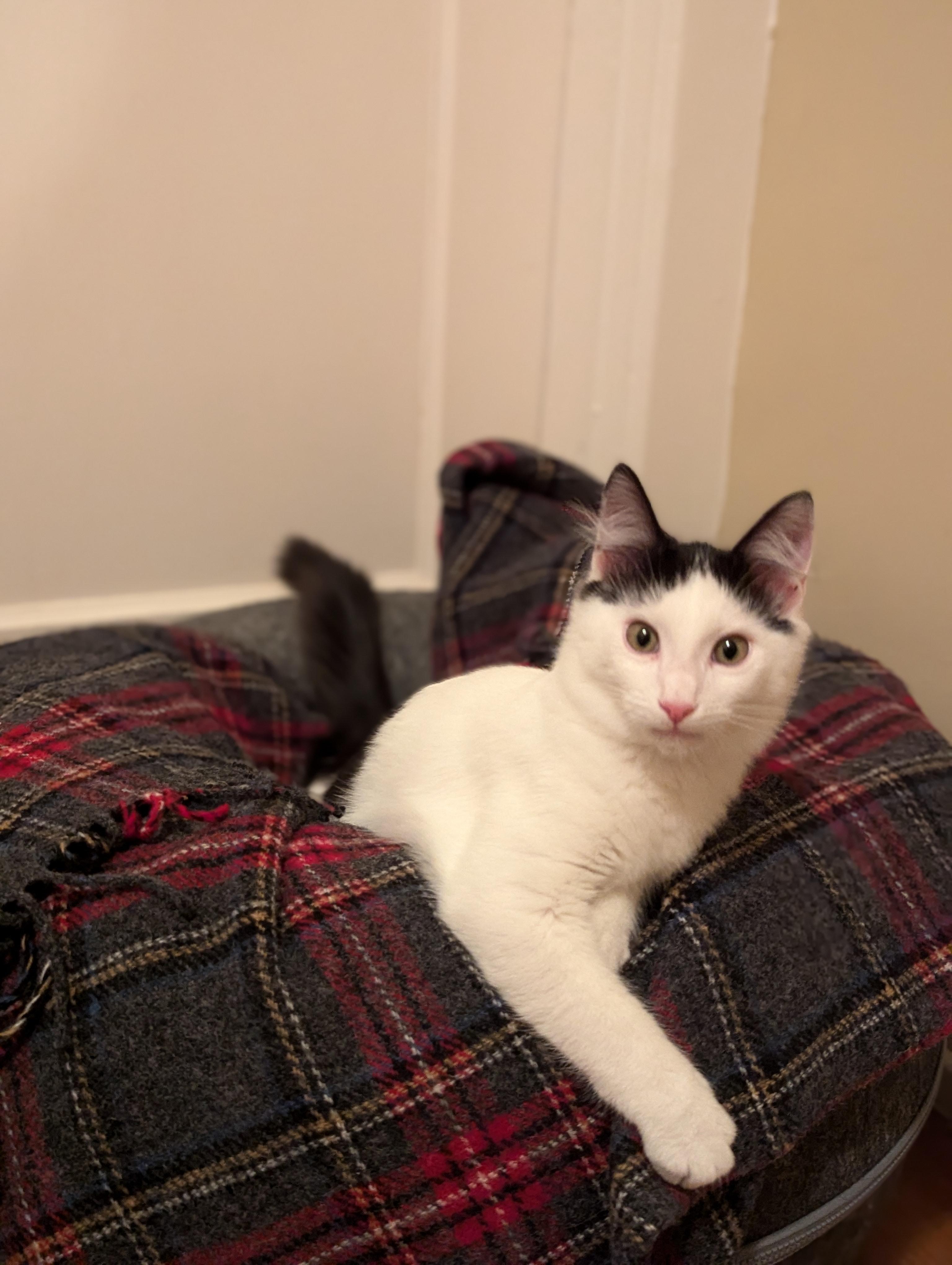 ALFALFA, an adoptable Domestic Short Hair in Homewood, AL, 35209 | Photo Image 5