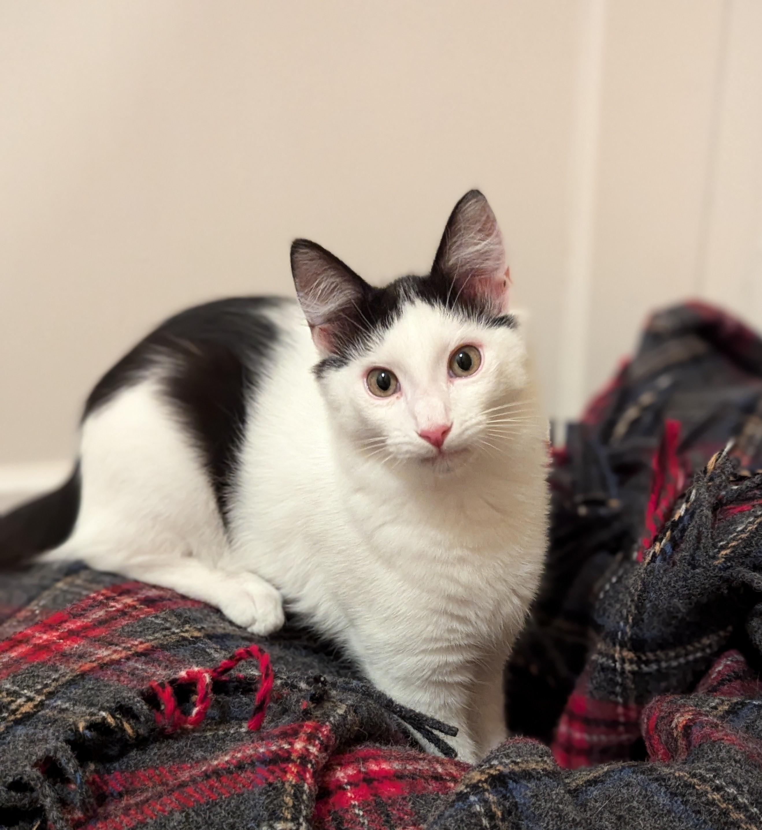 ALFALFA, an adoptable Domestic Short Hair in Homewood, AL, 35209 | Photo Image 2