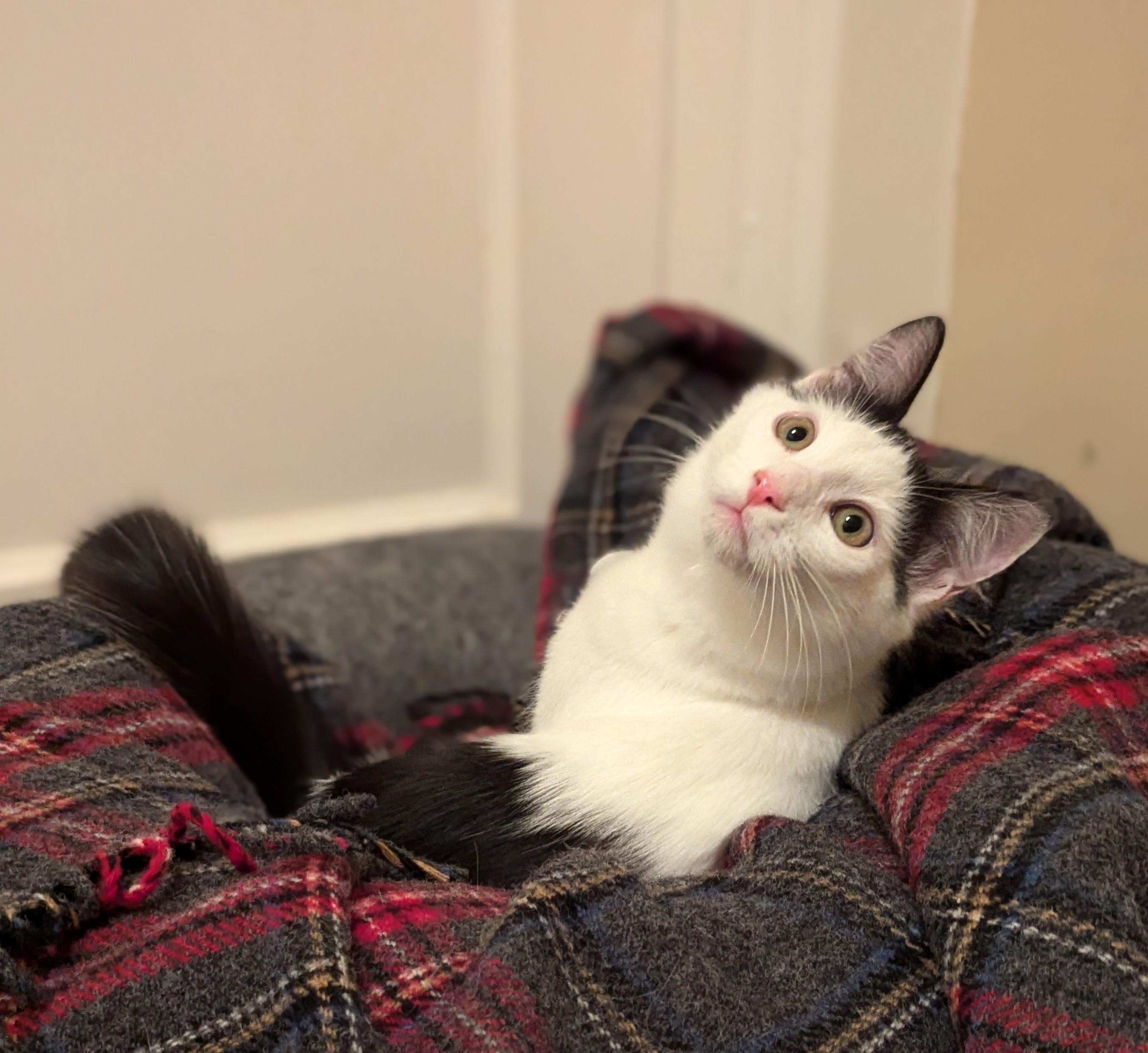 ALFALFA, an adoptable Domestic Short Hair in Homewood, AL, 35209 | Photo Image 3