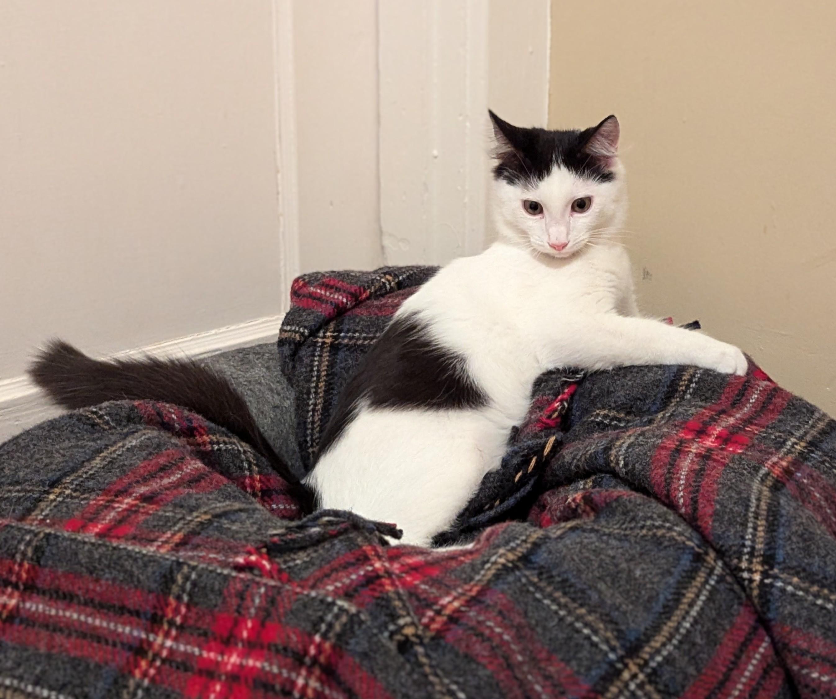 ALFALFA, an adoptable Domestic Short Hair in Homewood, AL, 35209 | Photo Image 4