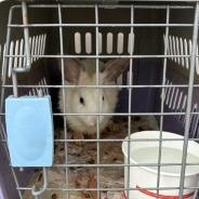 Enlarge Bunnicula, a Adoptable Netherland Dwarf in Pasadena, CA image 1/1