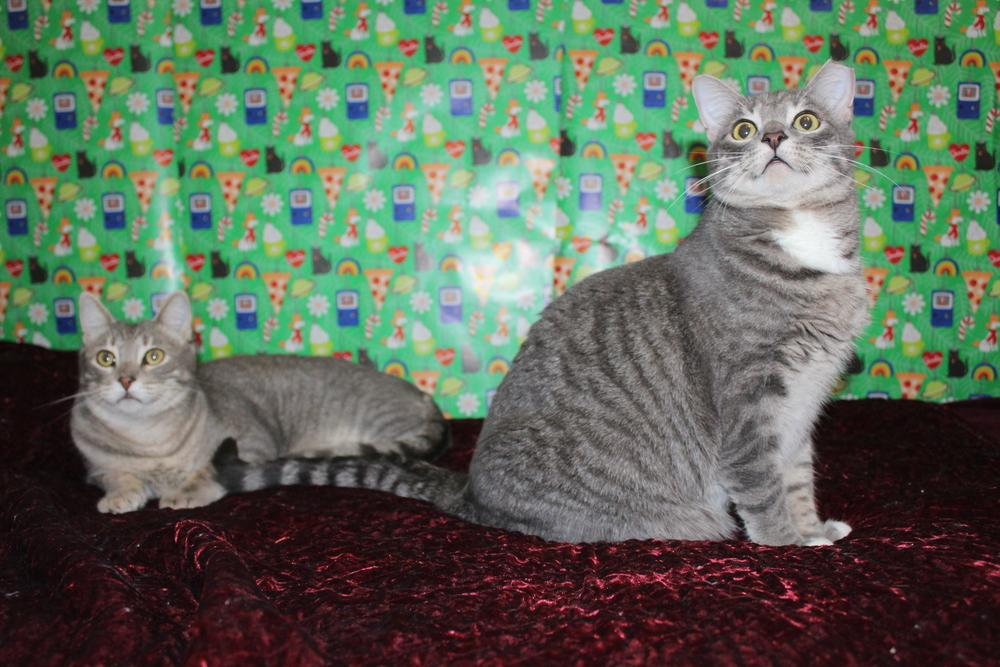 Denise  (CL-J), Adoptable, Adult Female Domestic Short Hair.