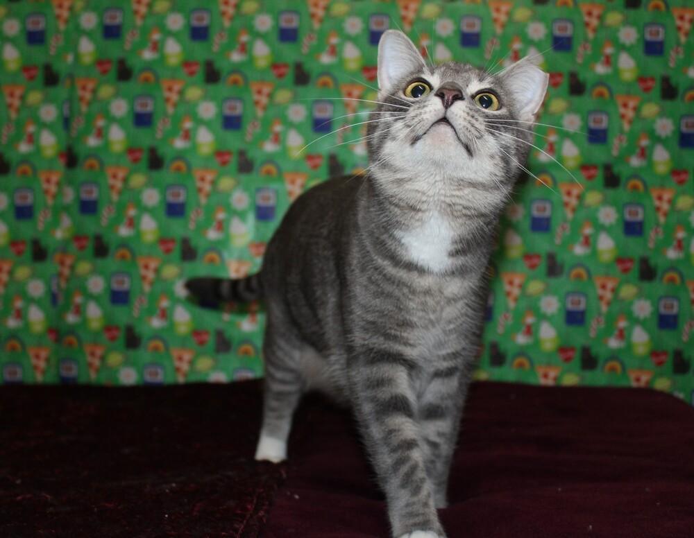 Enlarge Denise  (CL-J), a Adoptable mixed breed in Austin, TX image 3/6