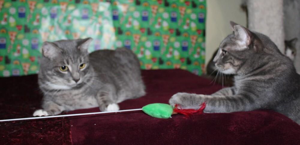 Enlarge Denise  (CL-J), a Adoptable mixed breed in Austin, TX image 4/6