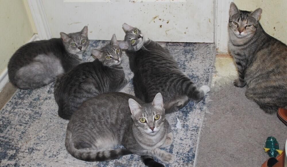 Denise  (CL-J), Adoptable, Adult Female Domestic Short Hair.