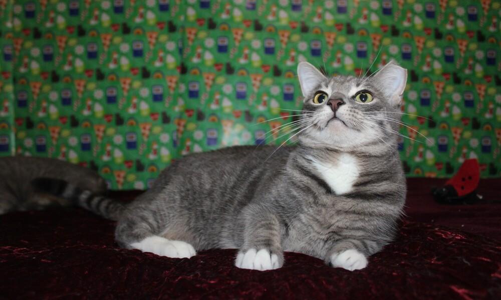 Enlarge Denise  (CL-J), a Adoptable mixed breed in Austin, TX image 6/6