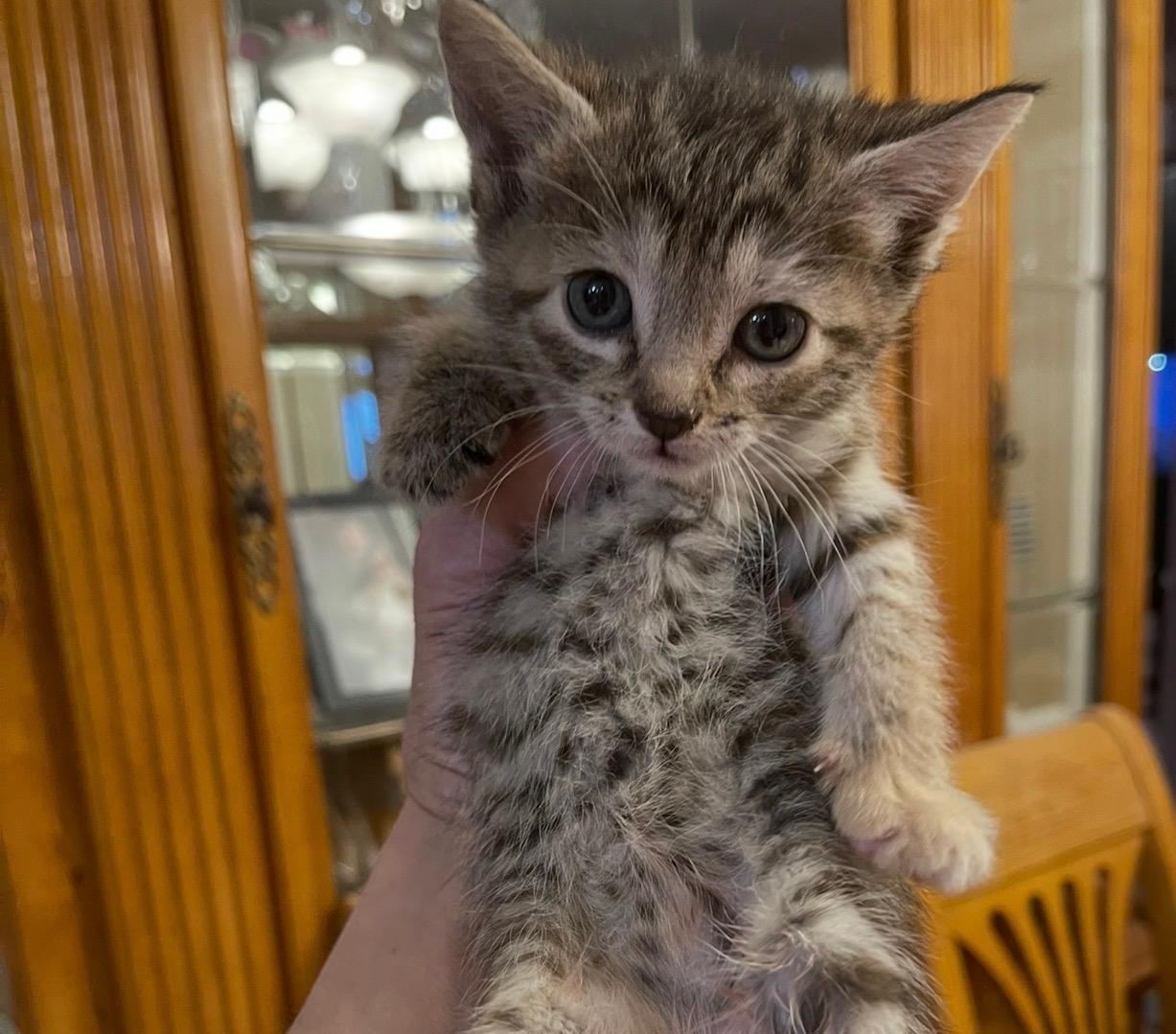 Maisy, an adopted Domestic Short Hair in Nutley, NJ image 1/2