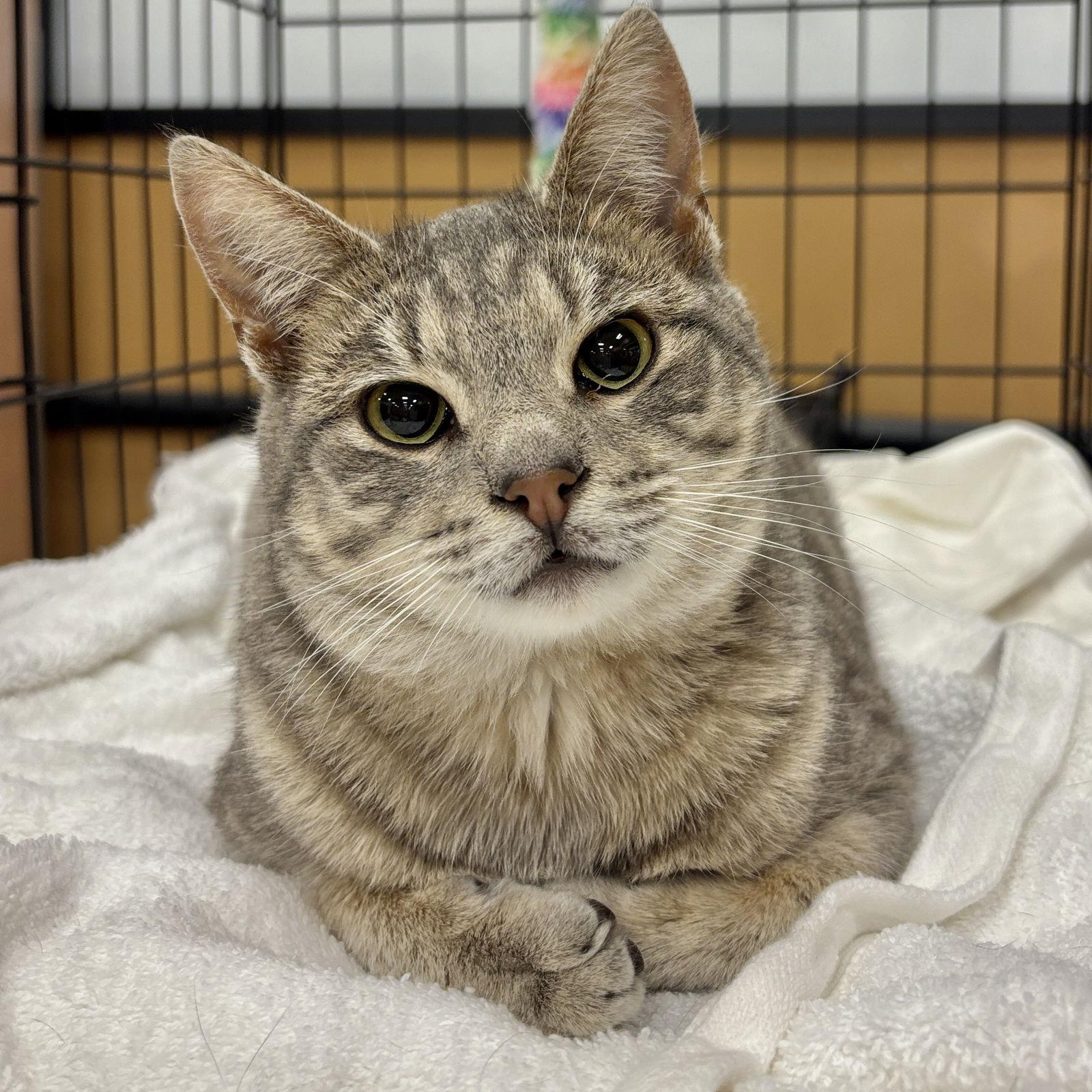 Enlarge Benji, a Adopted Domestic Short Hair in Sonora, CA image 1/1